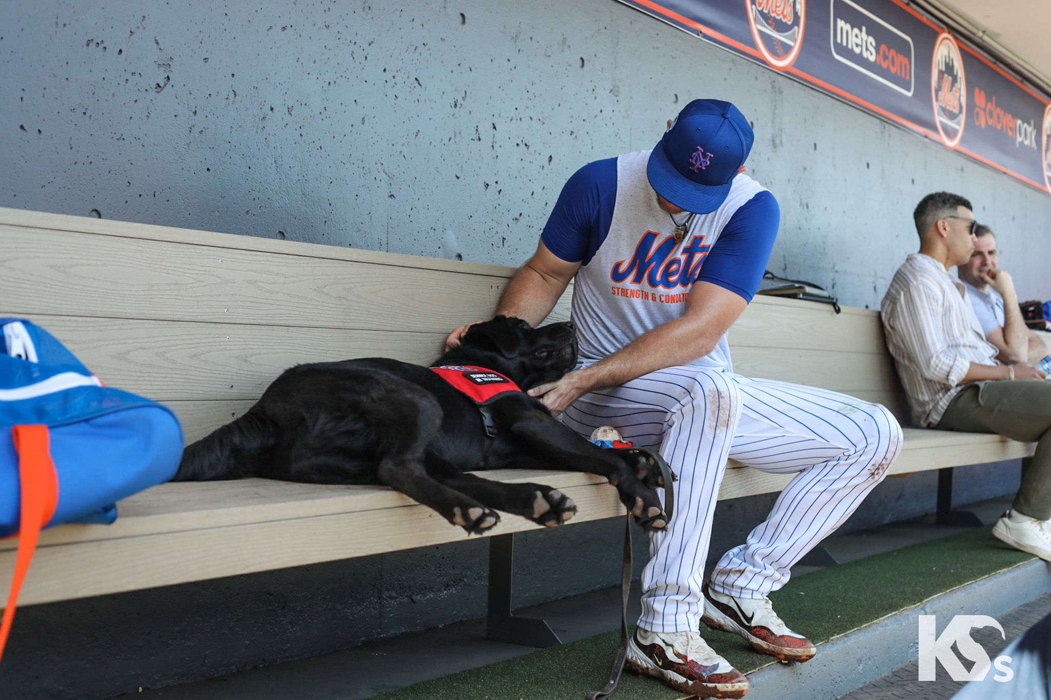 All Star Dogs: St. Lucie Mets Pet Products