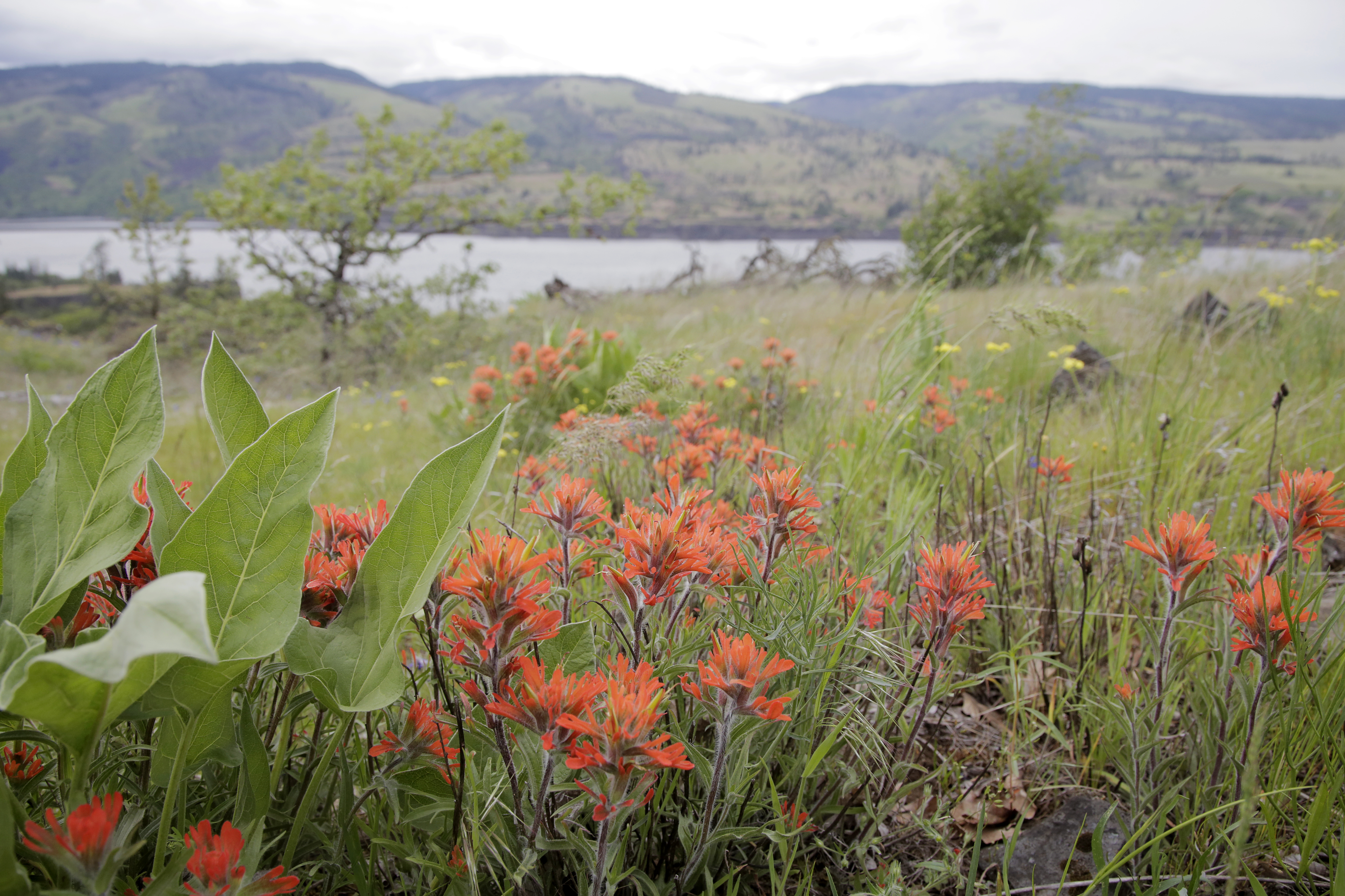 Oregon & Washington Wildflower Hikes in the Columbia River Gorge - Voyages  with Val