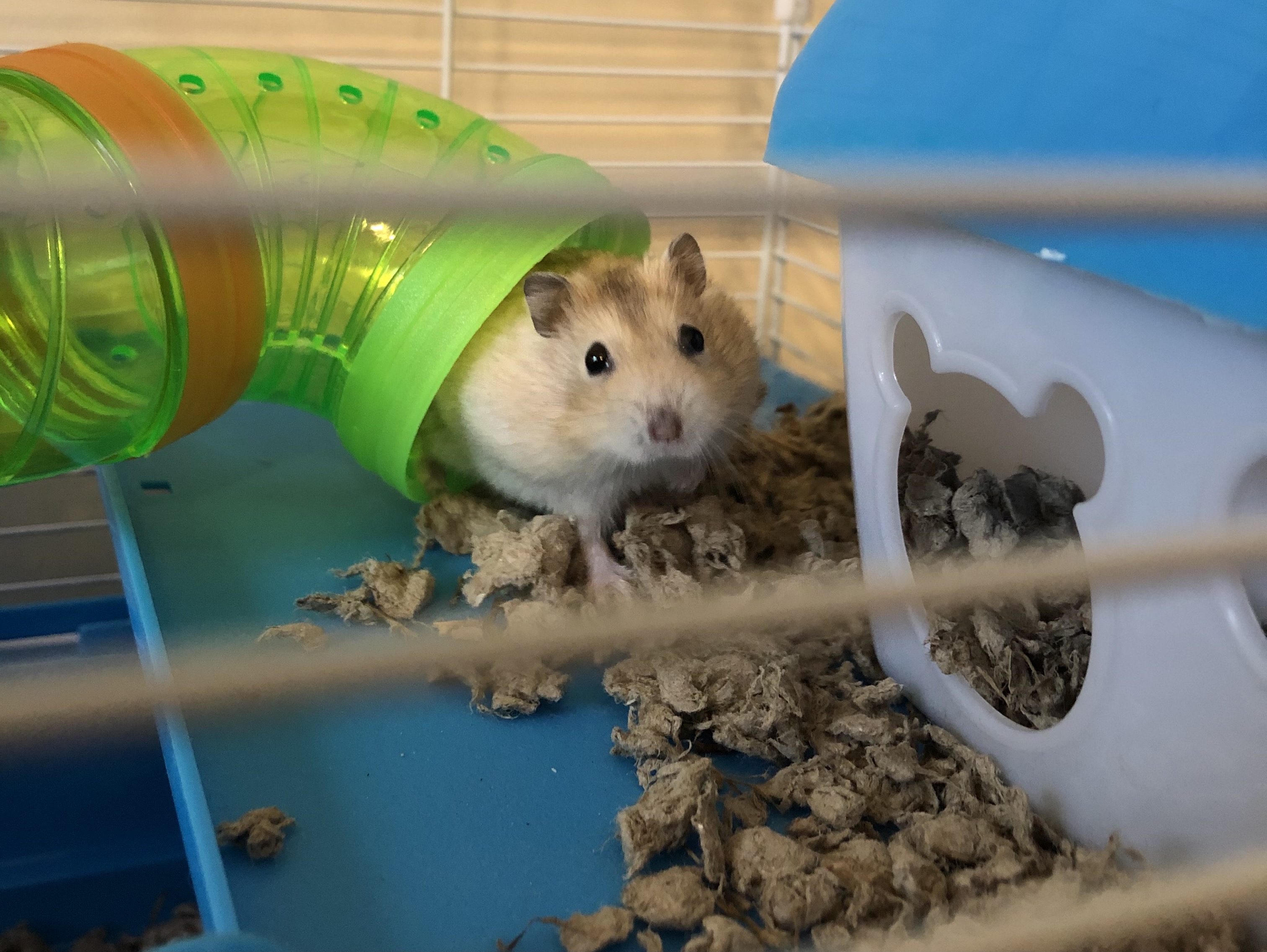 Information on Dwarf Hamsters