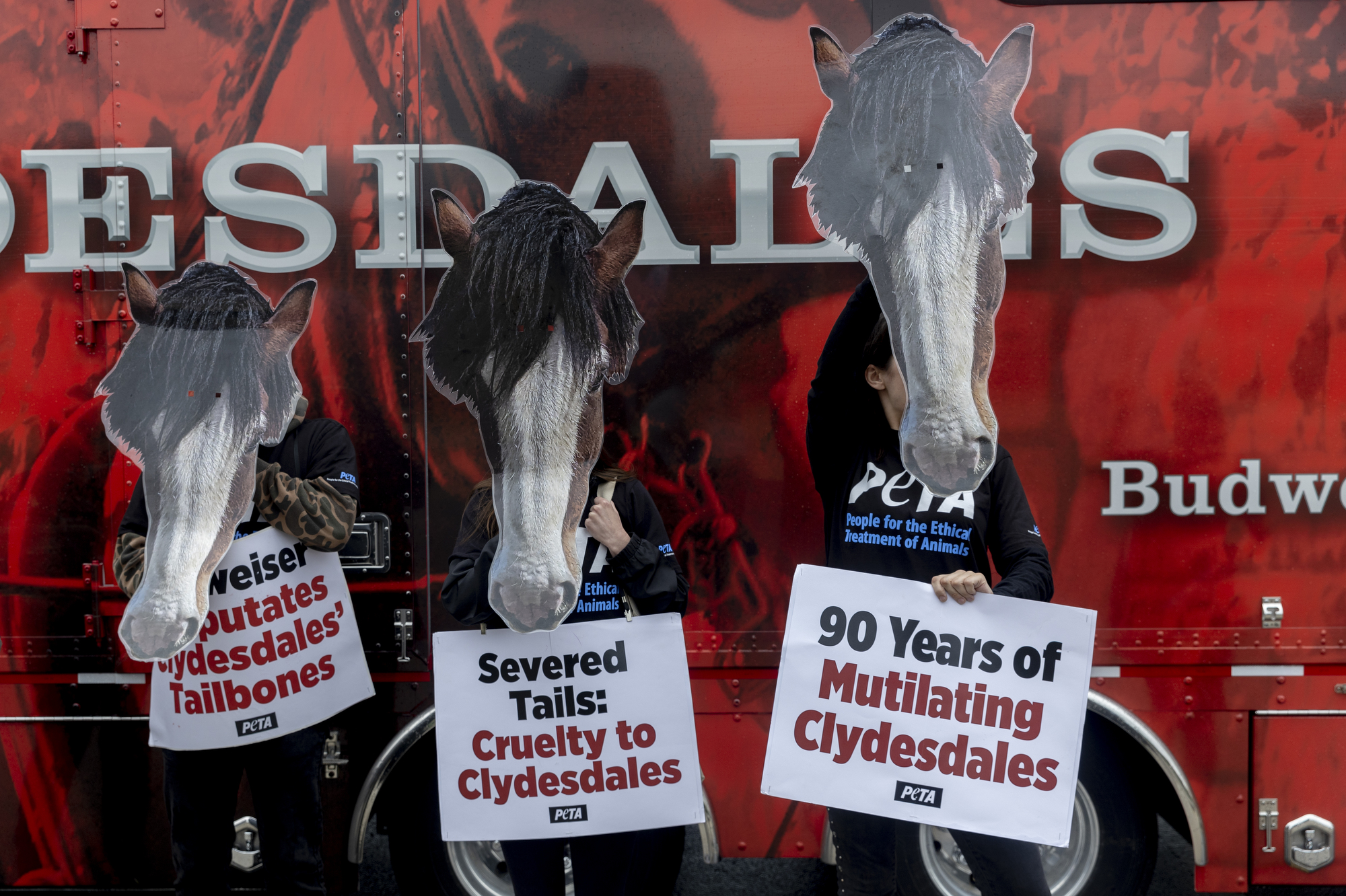 Budweiser Has Stopped Docking Tails of Its Iconic Clydesdale Horses