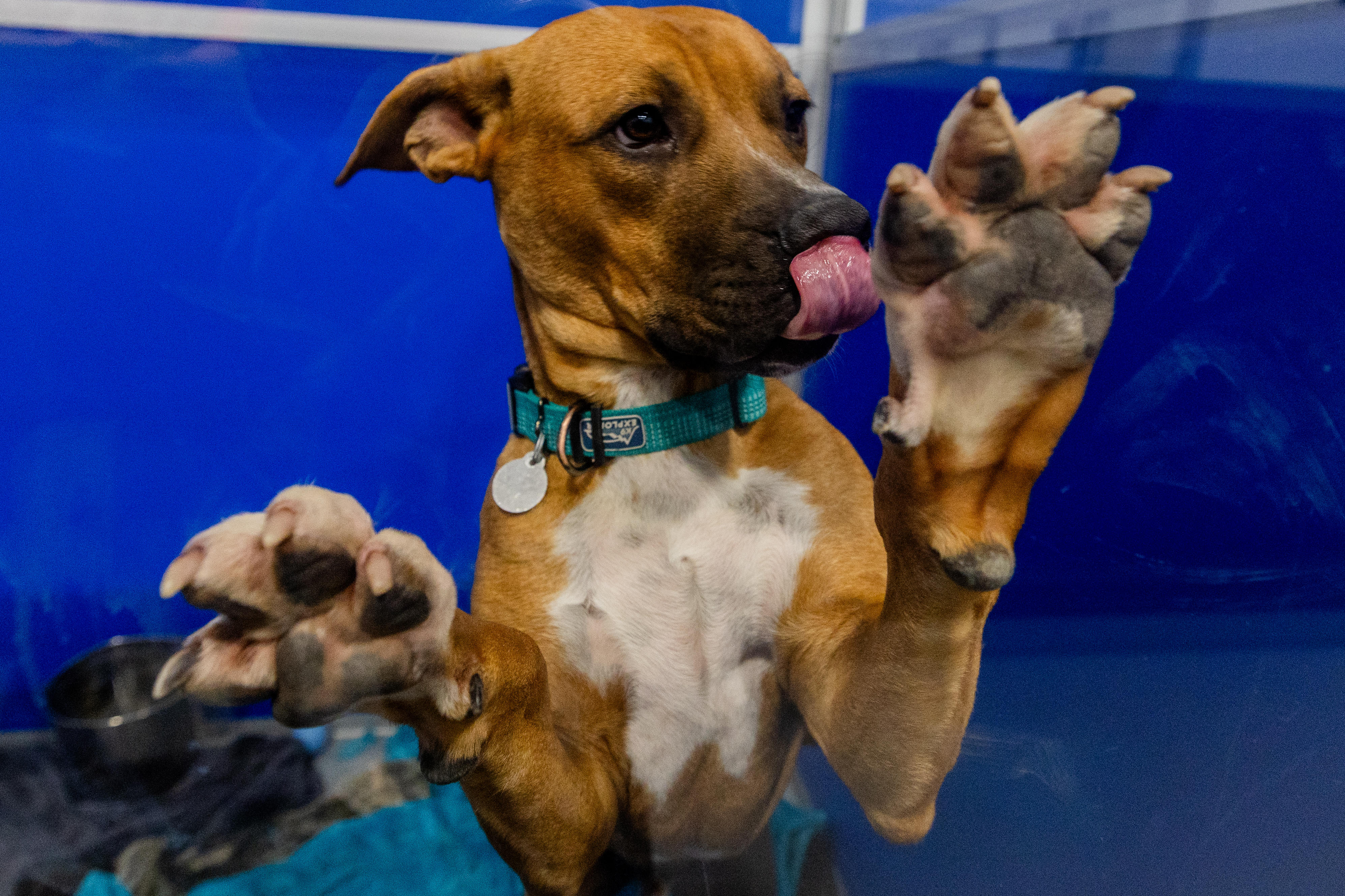 New $2.5M no-kill animal shelter now open in Kalamazoo County