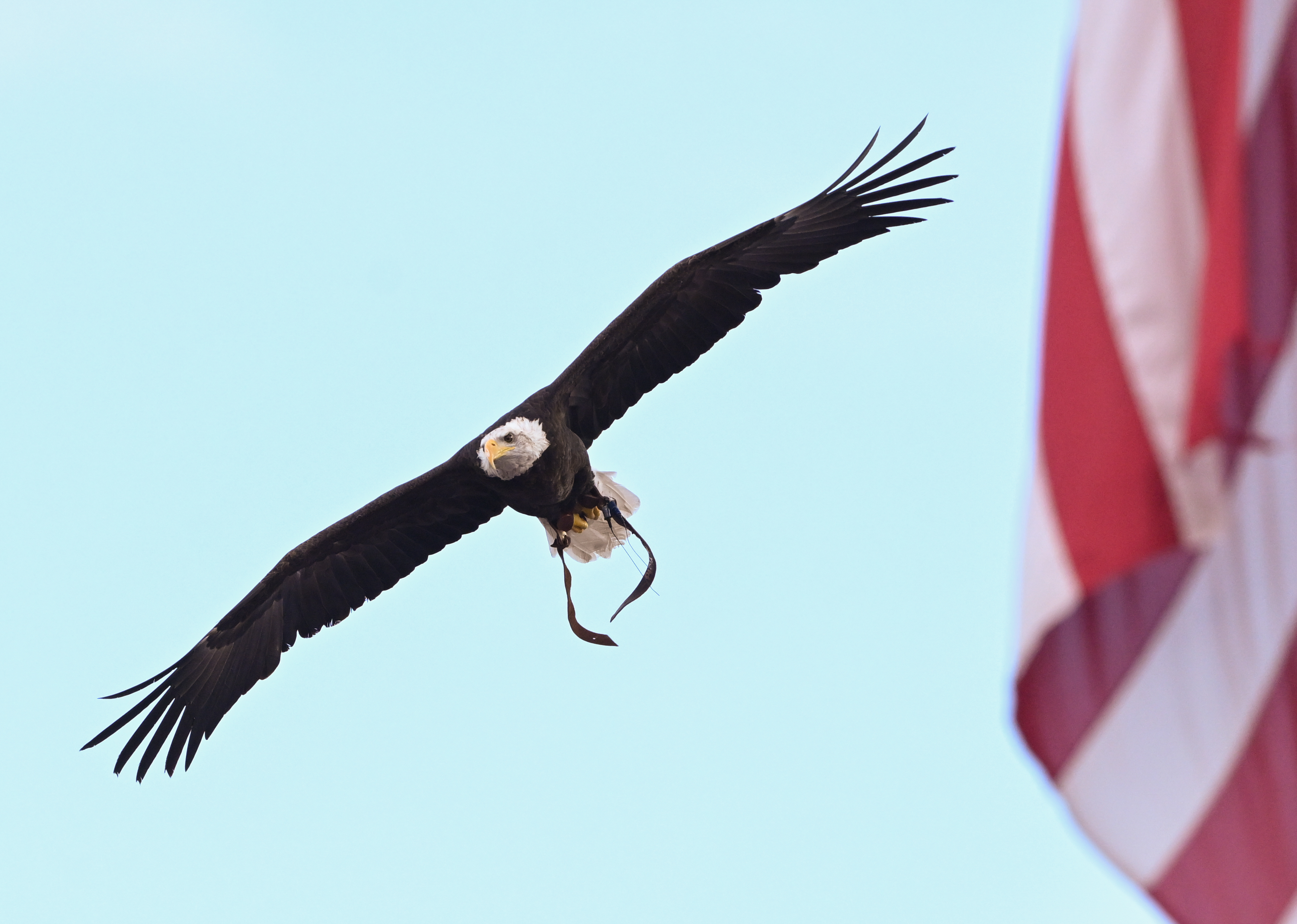 Auburn bald eagle flies at Philadelphia Eagles game