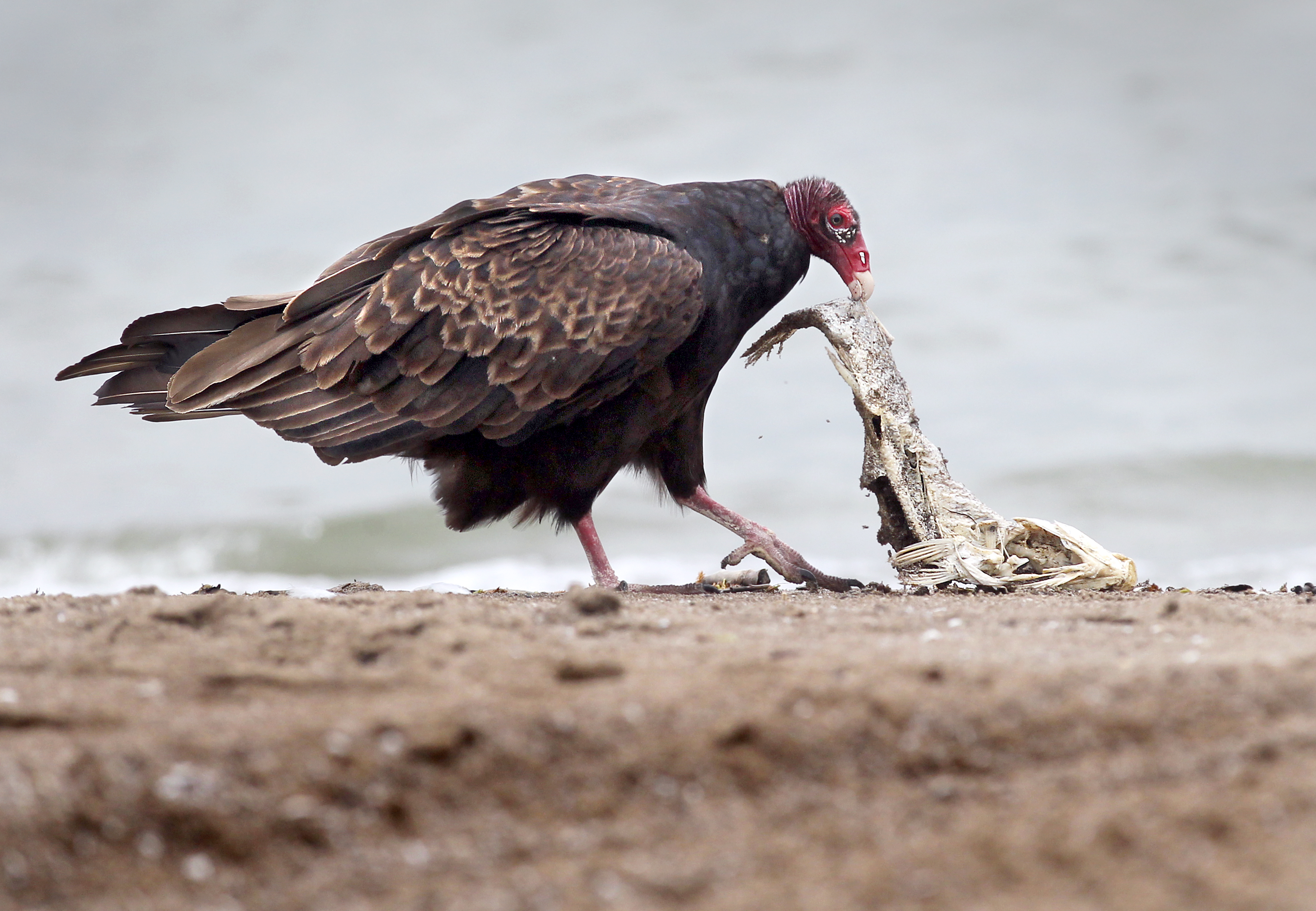 Yes, there are black vultures and they are in Pennsylvania - pennlive.com, image size:4500x3114