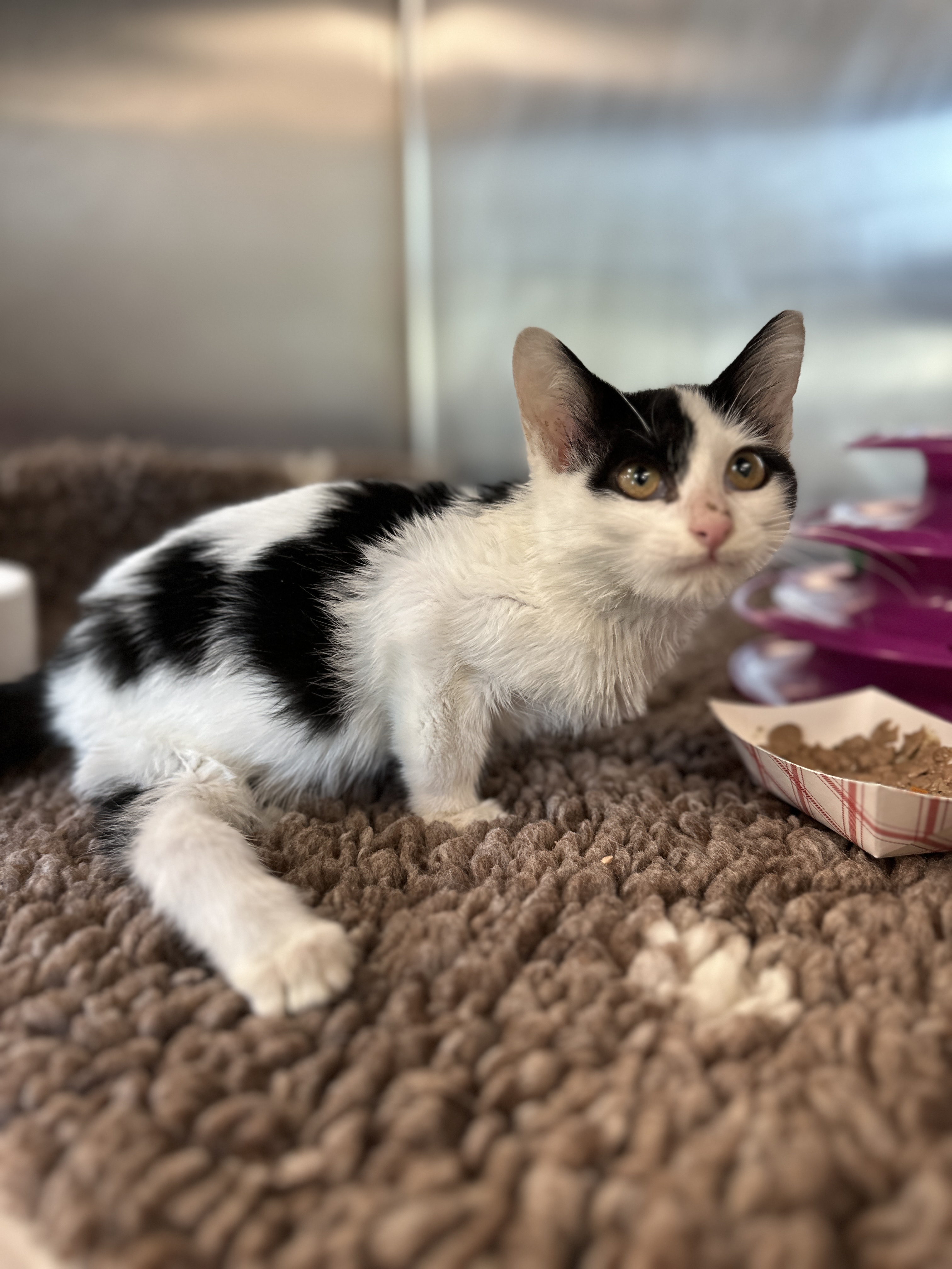 Gumby, kitten with extended back leg deformities, searches for new home ...