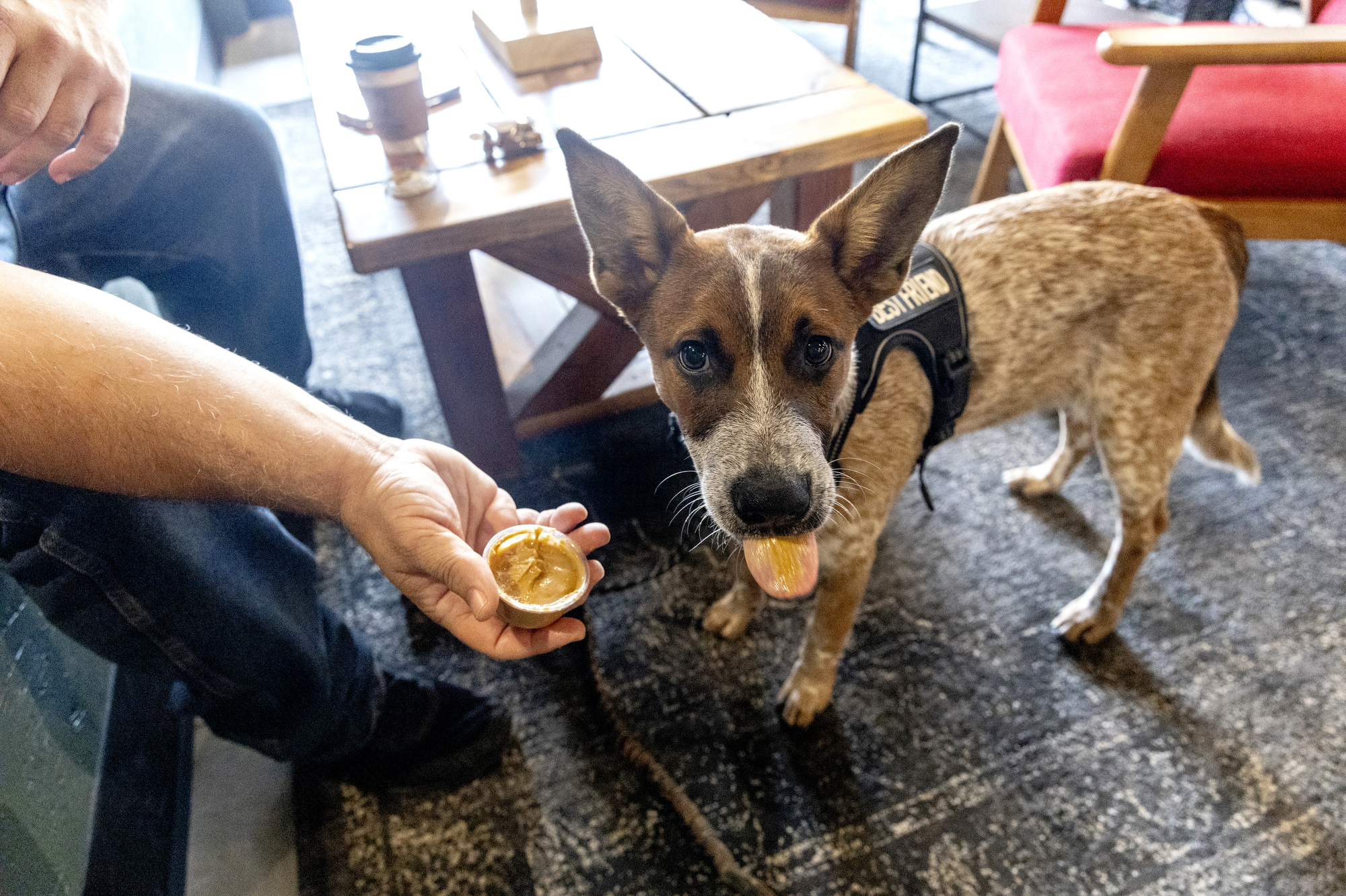 This veteran owned Michigan coffee shop offers treats for dogs and