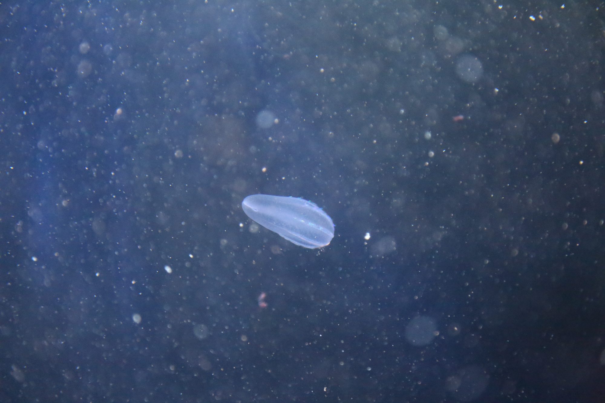 The seven most common jellyfish along Oregon's coast