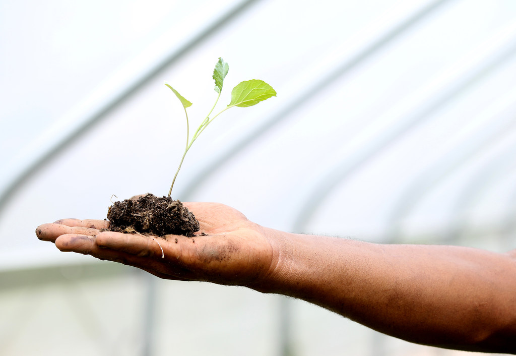 Planta em mãos.