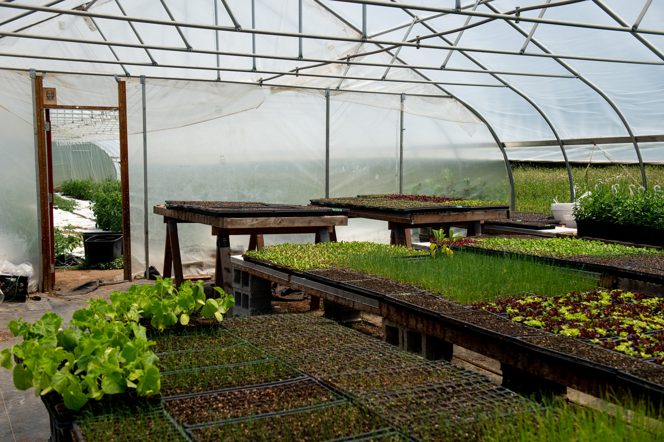 Good Neighbor Farm launches CSA based in Ann Arbor Township