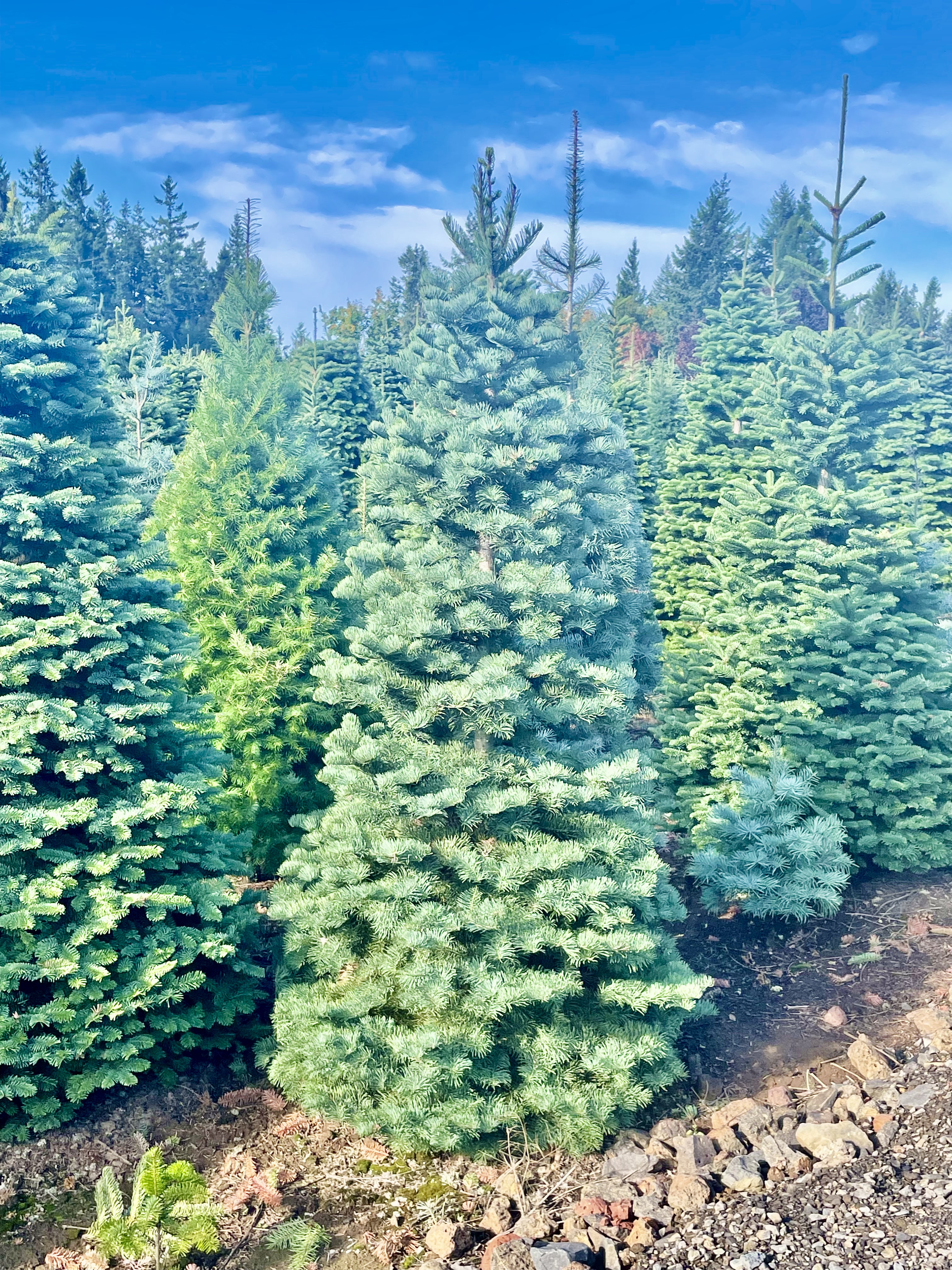 Real Oregon Christmas trees - oregonlive.com