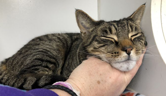 N.J. pets in need: July 13, 2020 - nj.com