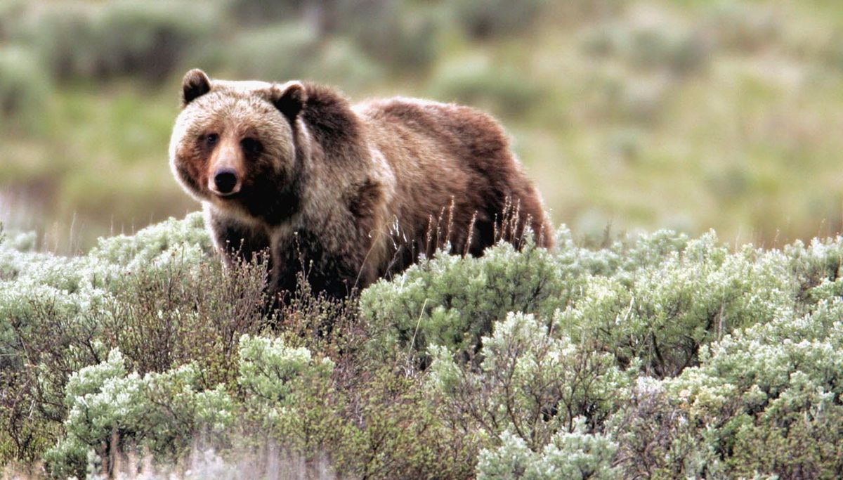 KUOW - Still a chance to restore grizzly bears in Washington state