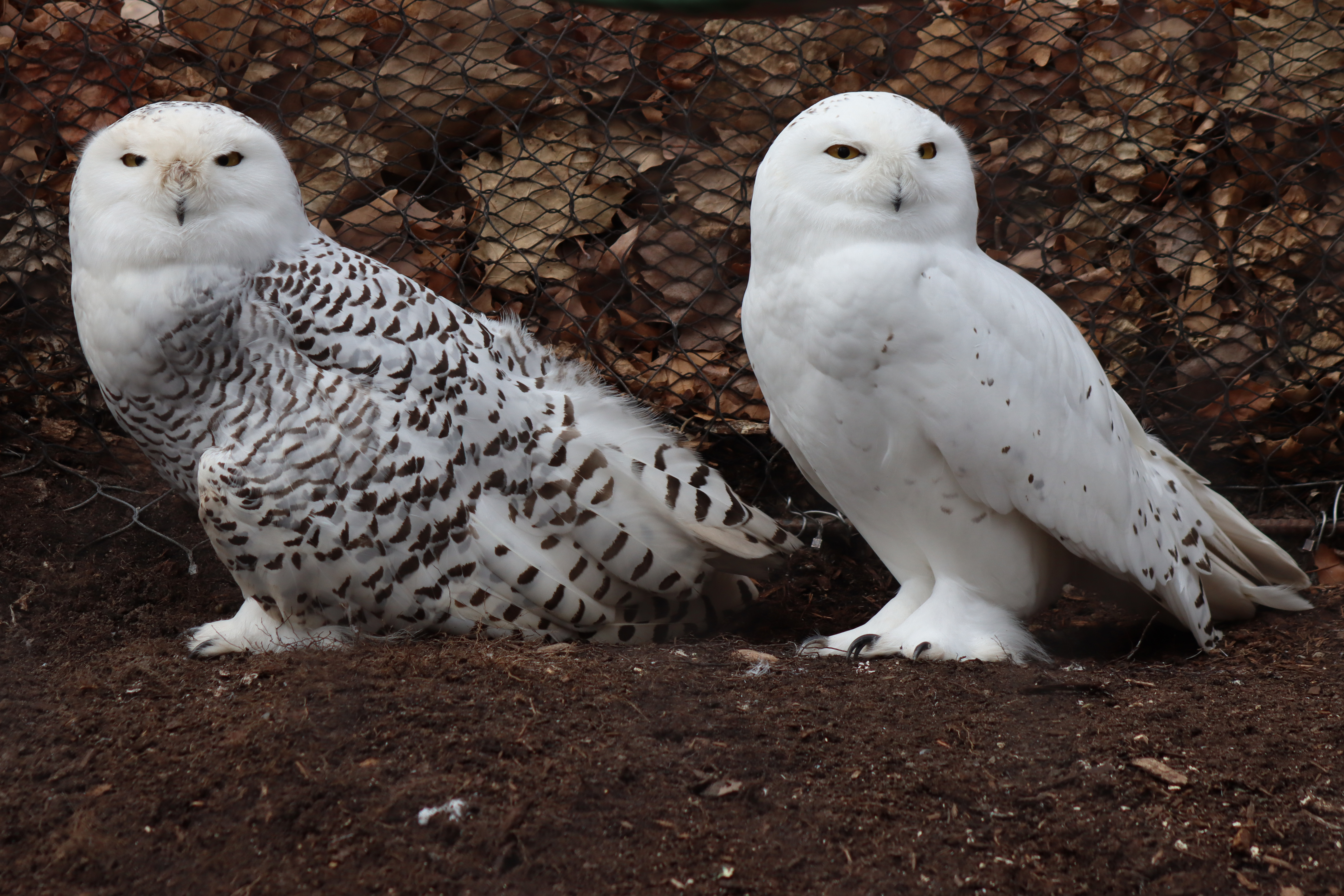 cute real snowy owls