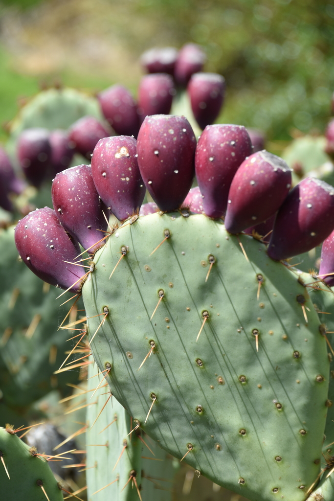 Hardy cacti - oregonlive.com