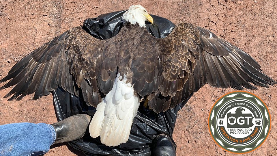 Volunteers sought for 62nd annual bald eagle count