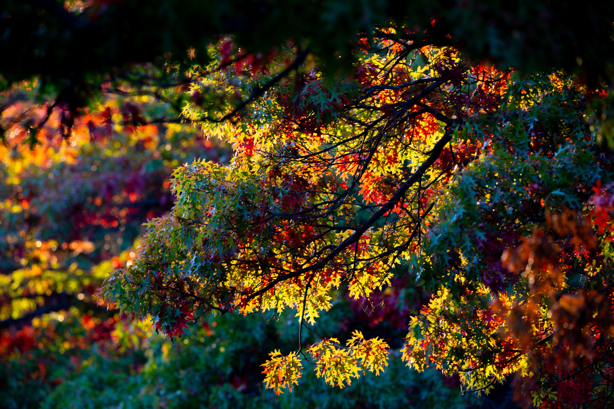 Fall colors in Northeast Ohio in 2020 - cleveland.com