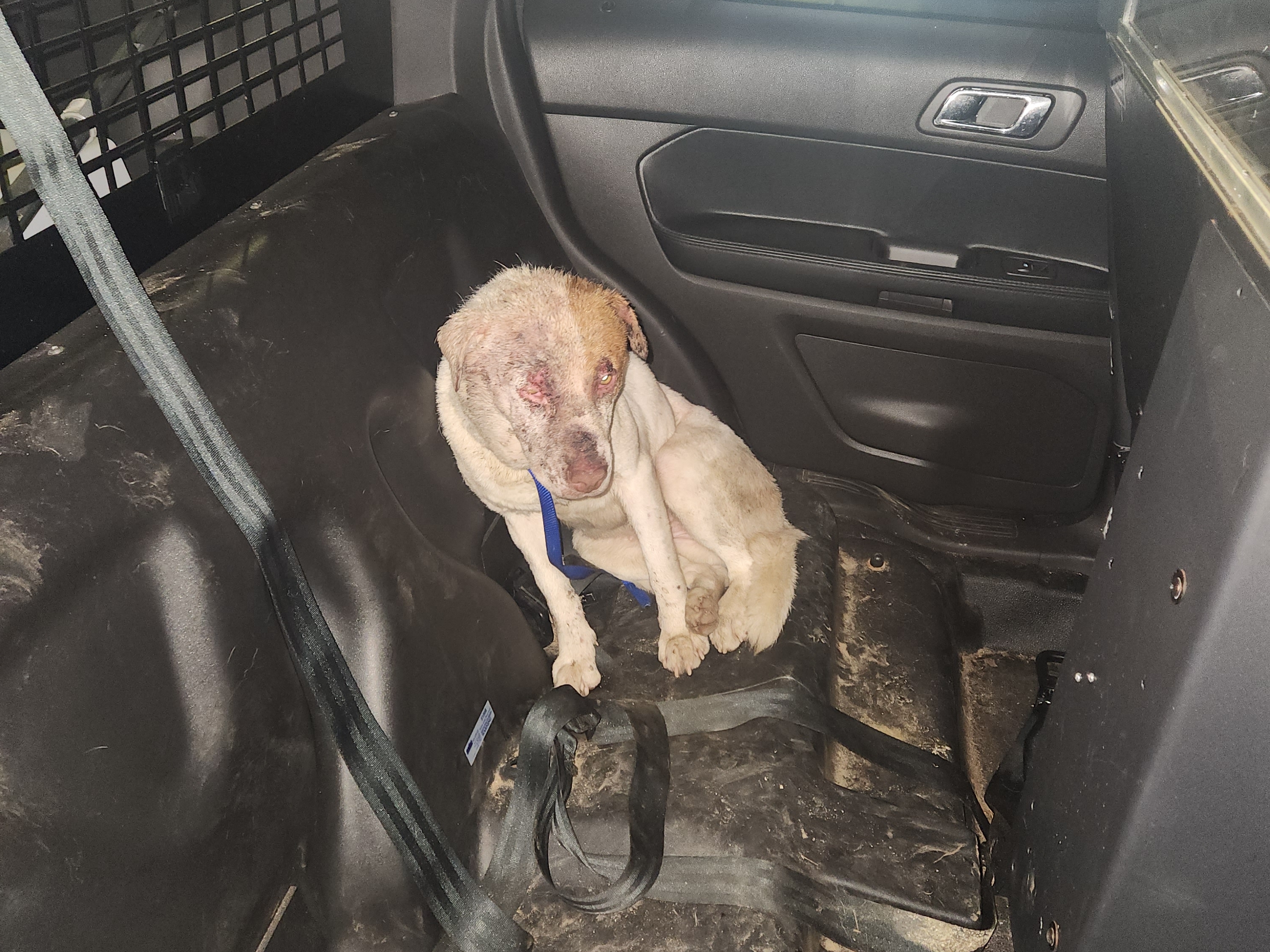 This about 2-year-old female dog was found injured, underweight and abandoned in Granby tied to a pole. The MSPCA and Granby Police are seeking the public's help in identifying her owner. Photo courtesy of Granby Police.