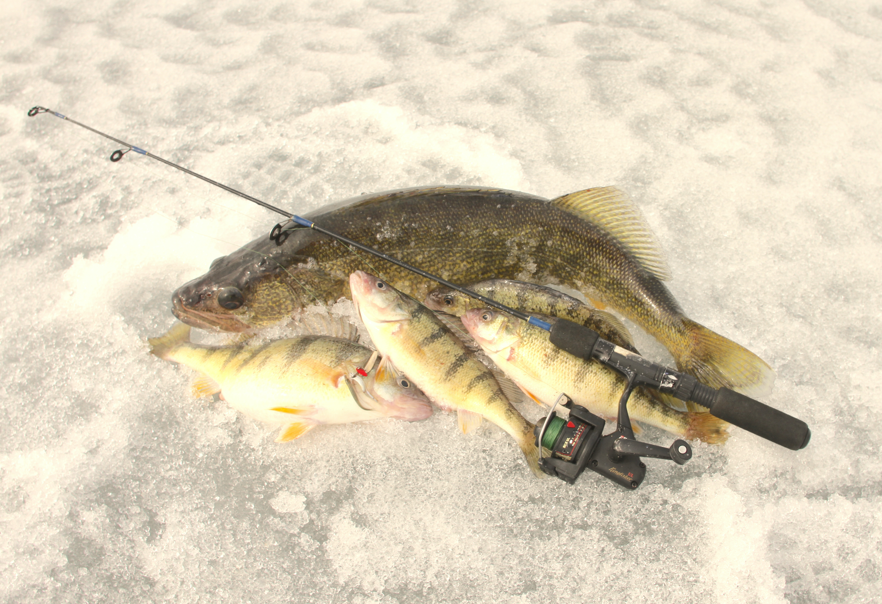 Lake Erie walleye fishing slow, but promising: NE Ohio fishing report for  weekend of Feb. 19-21 
