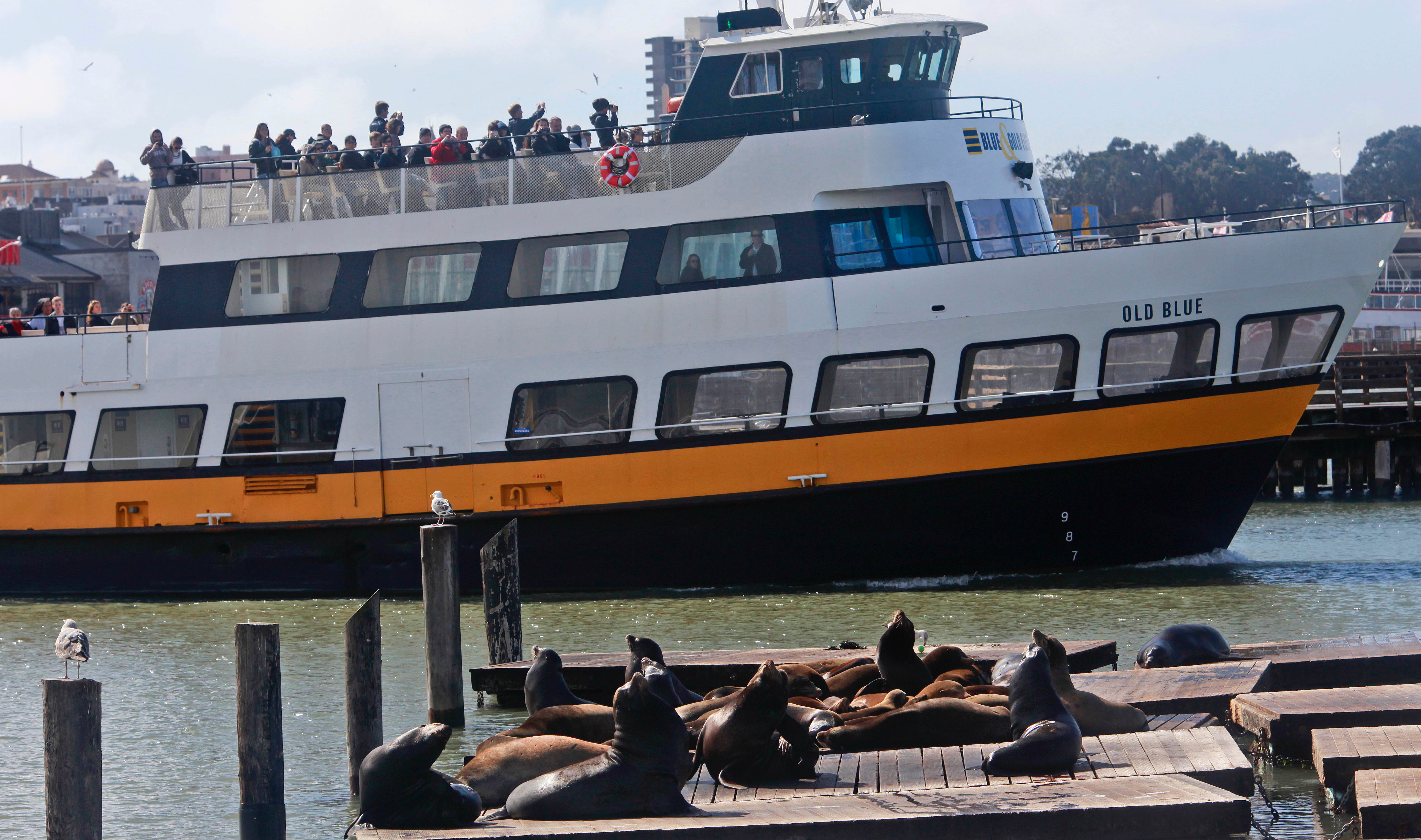 Arp, arp, arp. Sea lions still hanging around Pier 39 — 30 years later