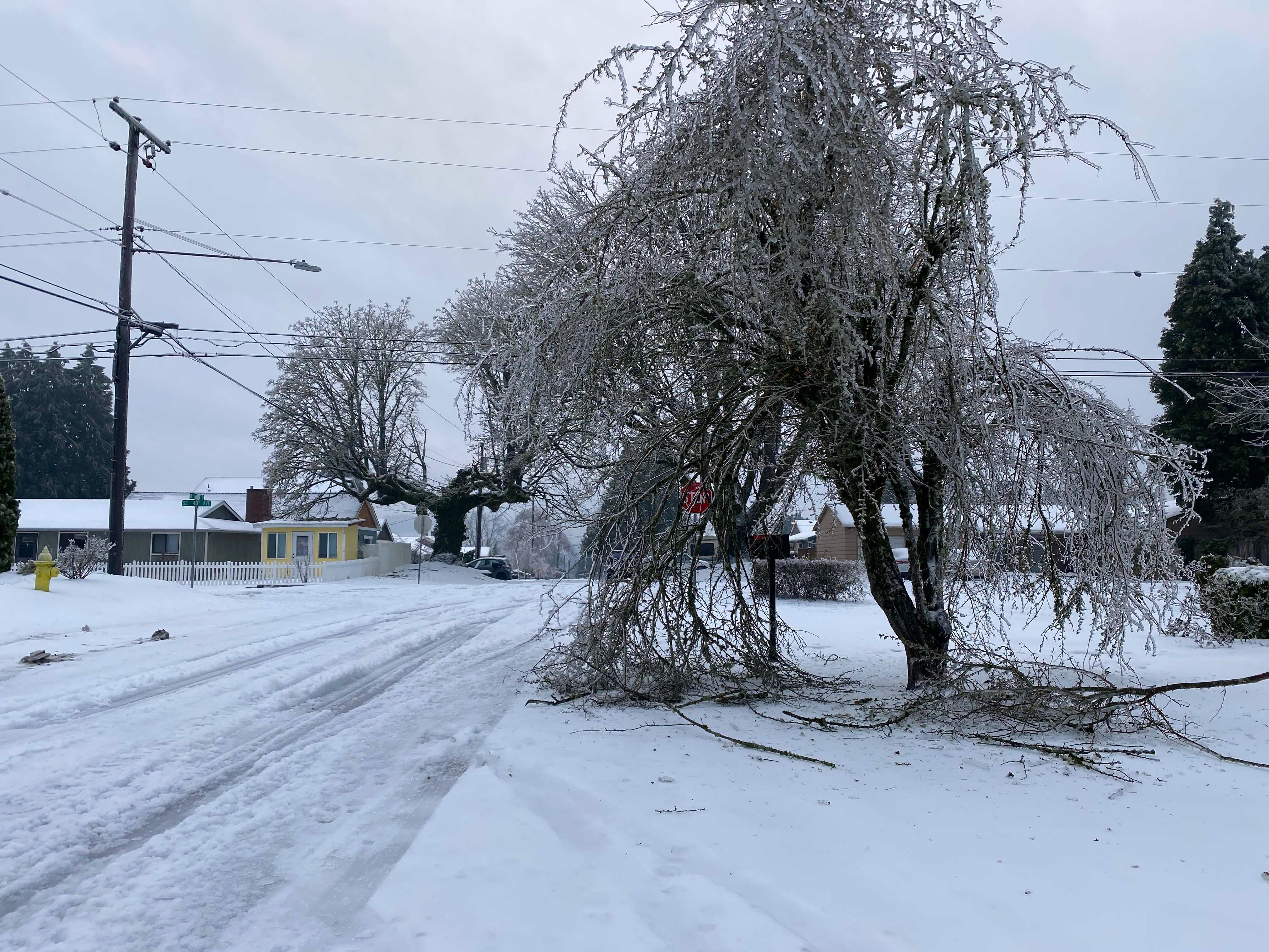 Some types of garden winter storm damage can't be healed: Ask an expert 