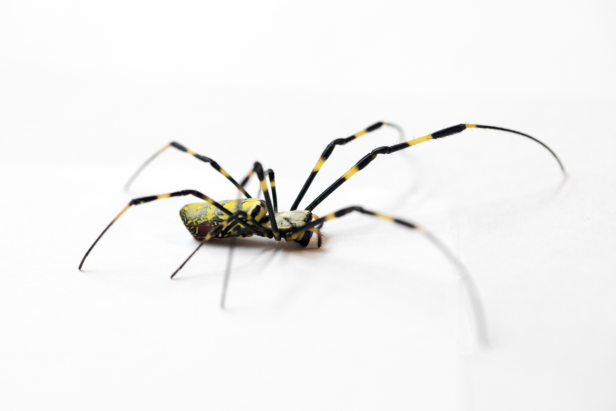 Joro spiders are invading the U.S. at an alarming rate •