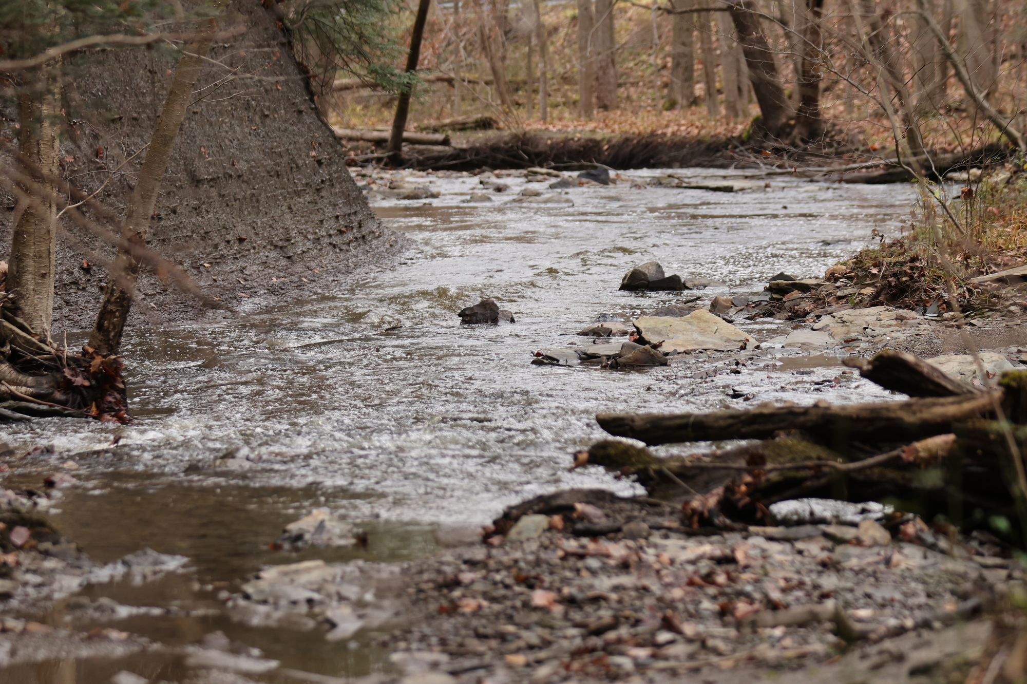 CMNH to acquire 14.5 acres to preserve Bear Creek - cleveland.com