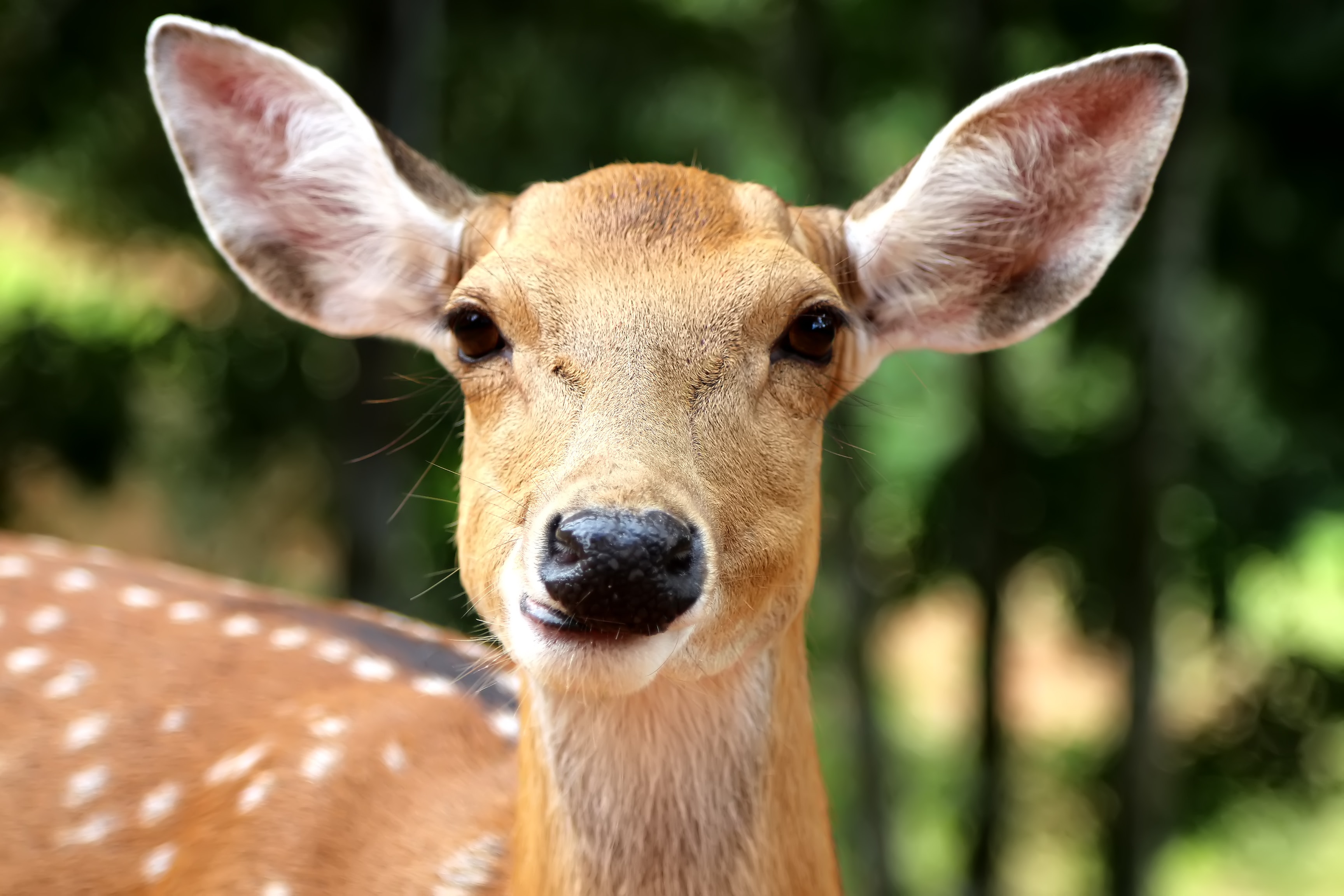 Deer harvest season starts on Oct. 16. Here's what you need