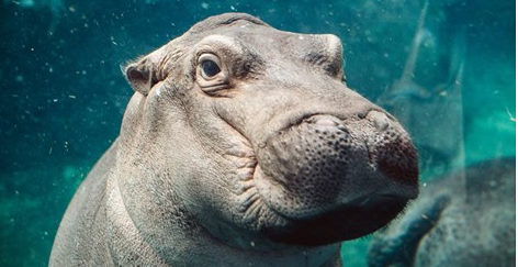 Celebrate World Hippo Day by getting to know Ohio's adorable