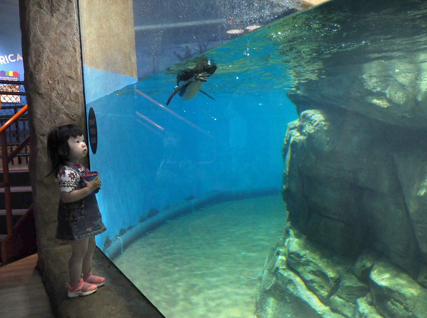 Turtle Back Zoo reopens after pandemic restrictions lifted