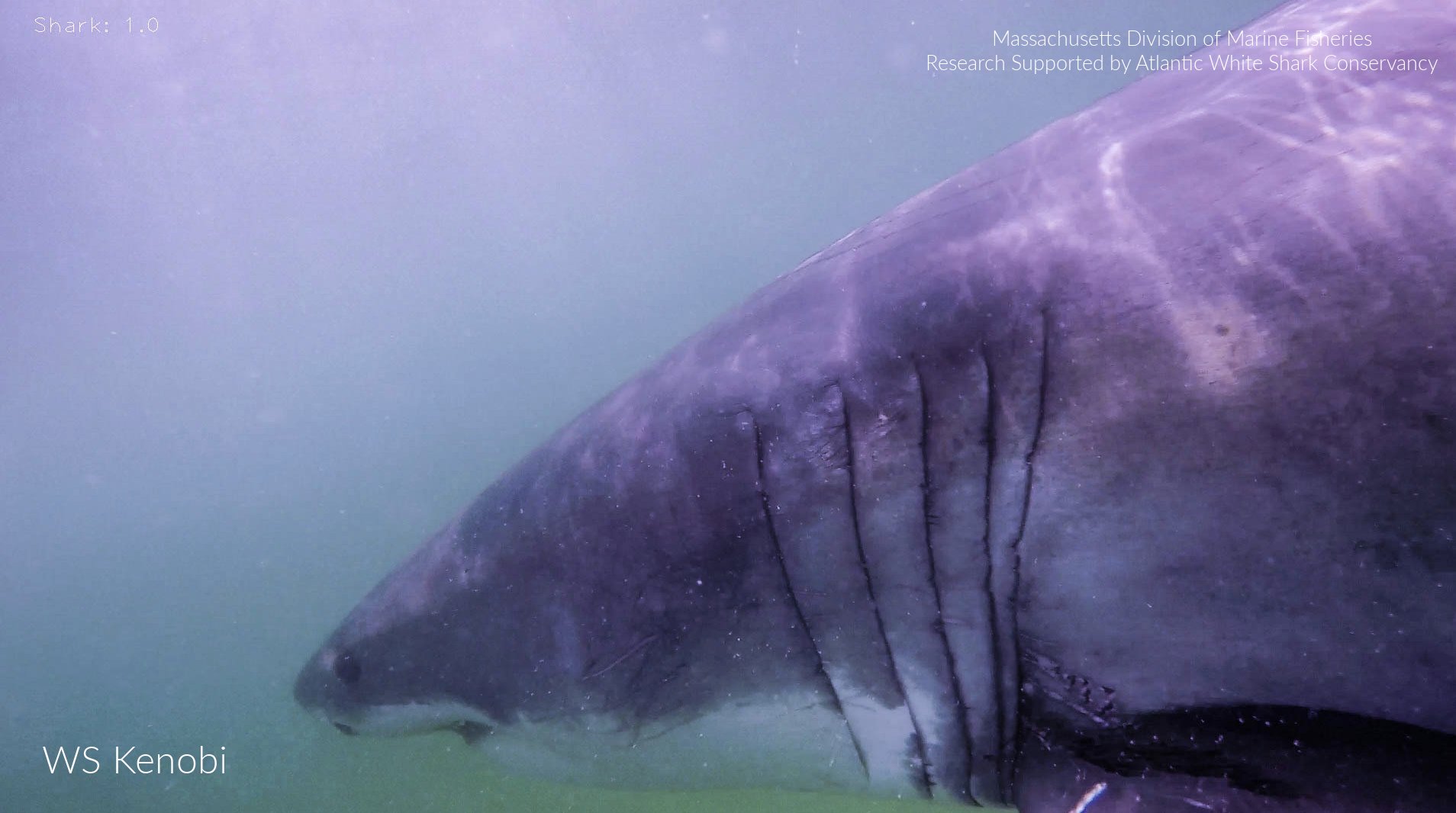 Great white sharks with Star Wars-inspired names seen near ...