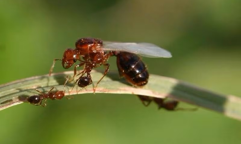 On a regular basis fireplace ants cover an unbelievable lifestyles cycle that incorporates flying, floating and tunneling