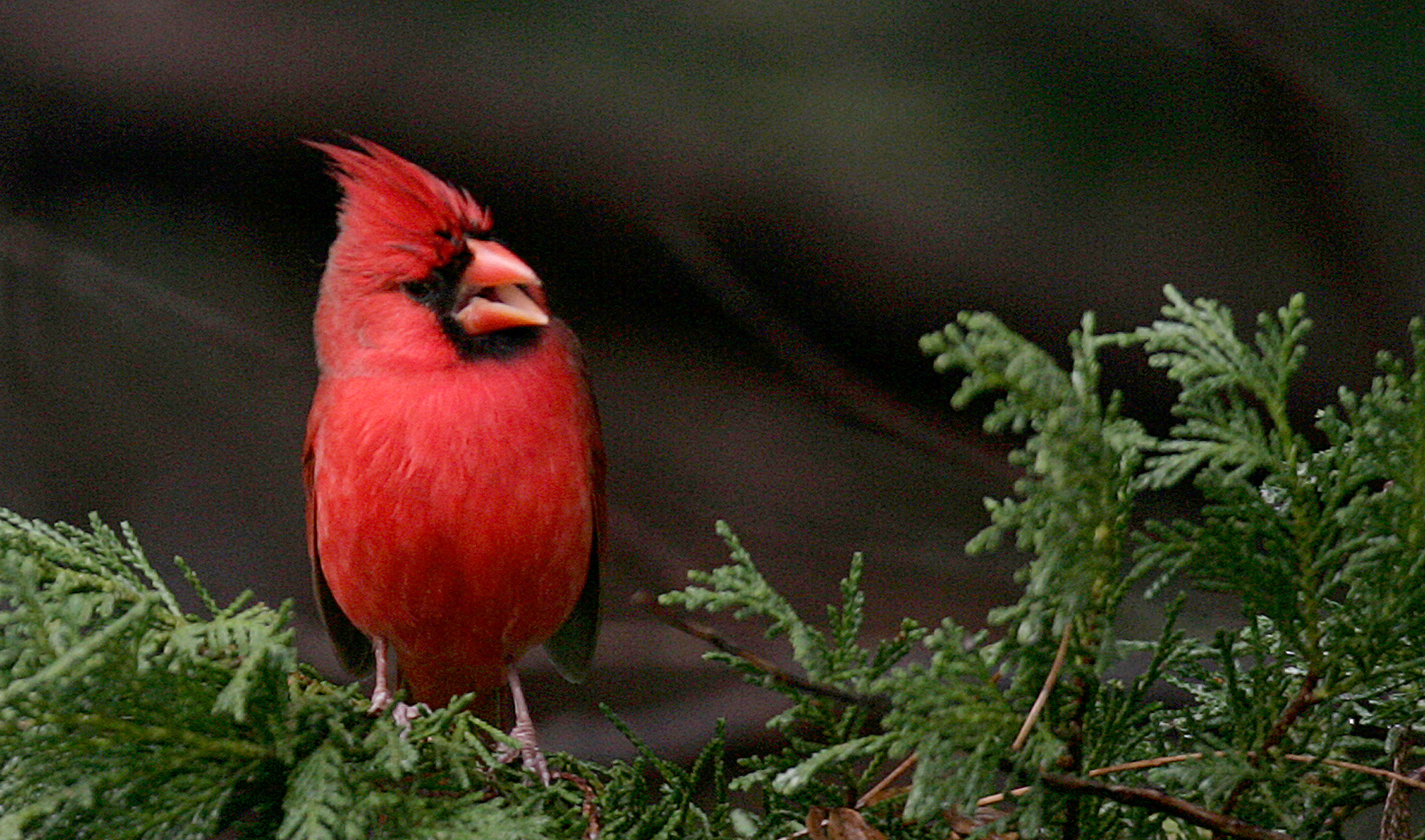 here-are-the-10-birds-most-commonly-spotted-in-alabama