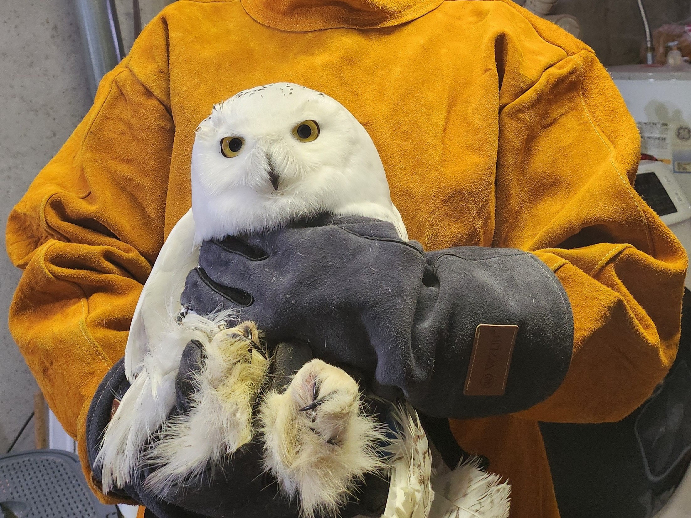 Owl Meeting 傷あり screenshot-2024-12-27-at-