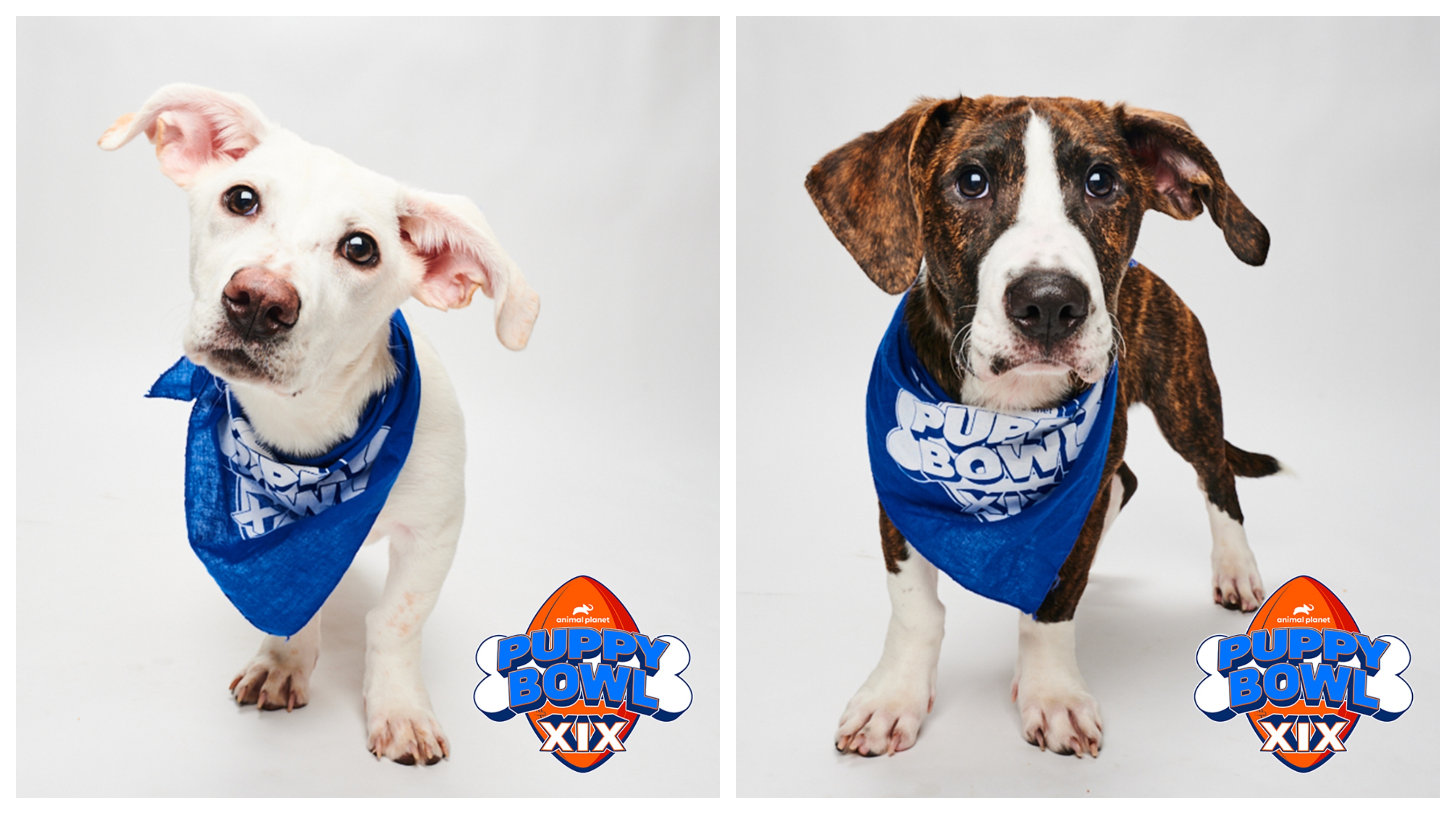 Two Michigan dogs to take the field in 'Puppy Bowl XIX' this Sunday -  