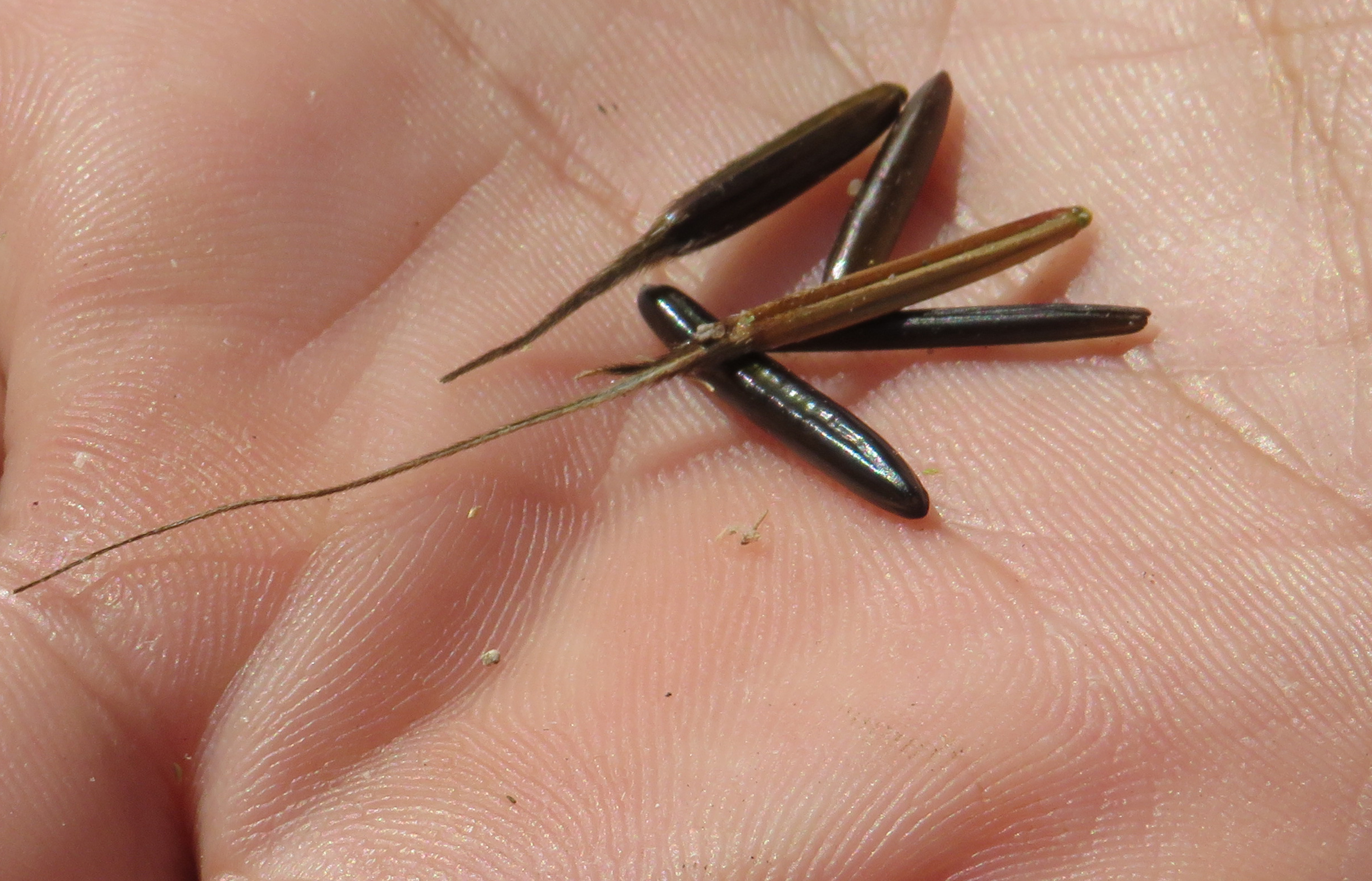 Climate change impacts wild rice as tribes work toward restoration ...