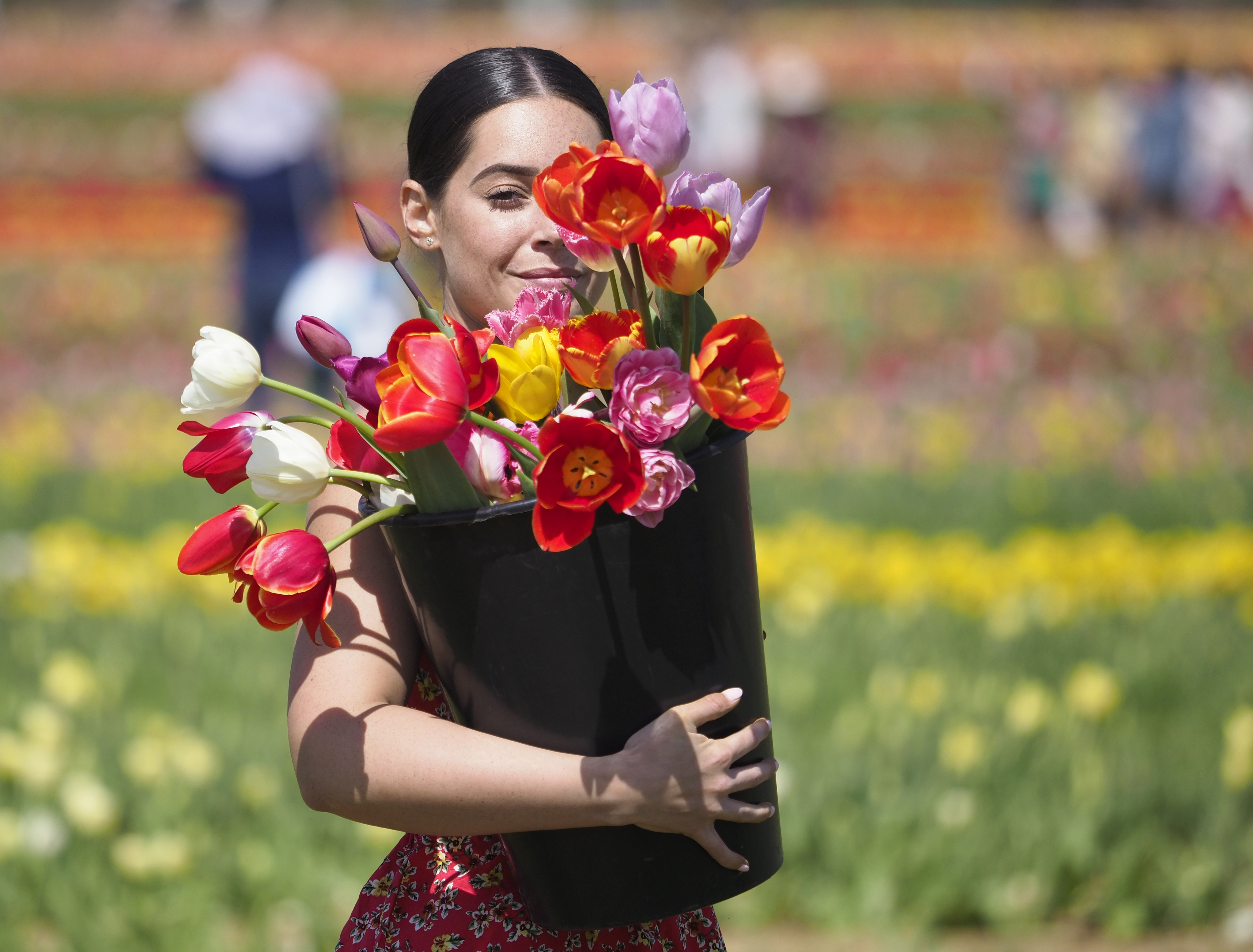 Holland Ridge Farms Tulip Festival - nj.com