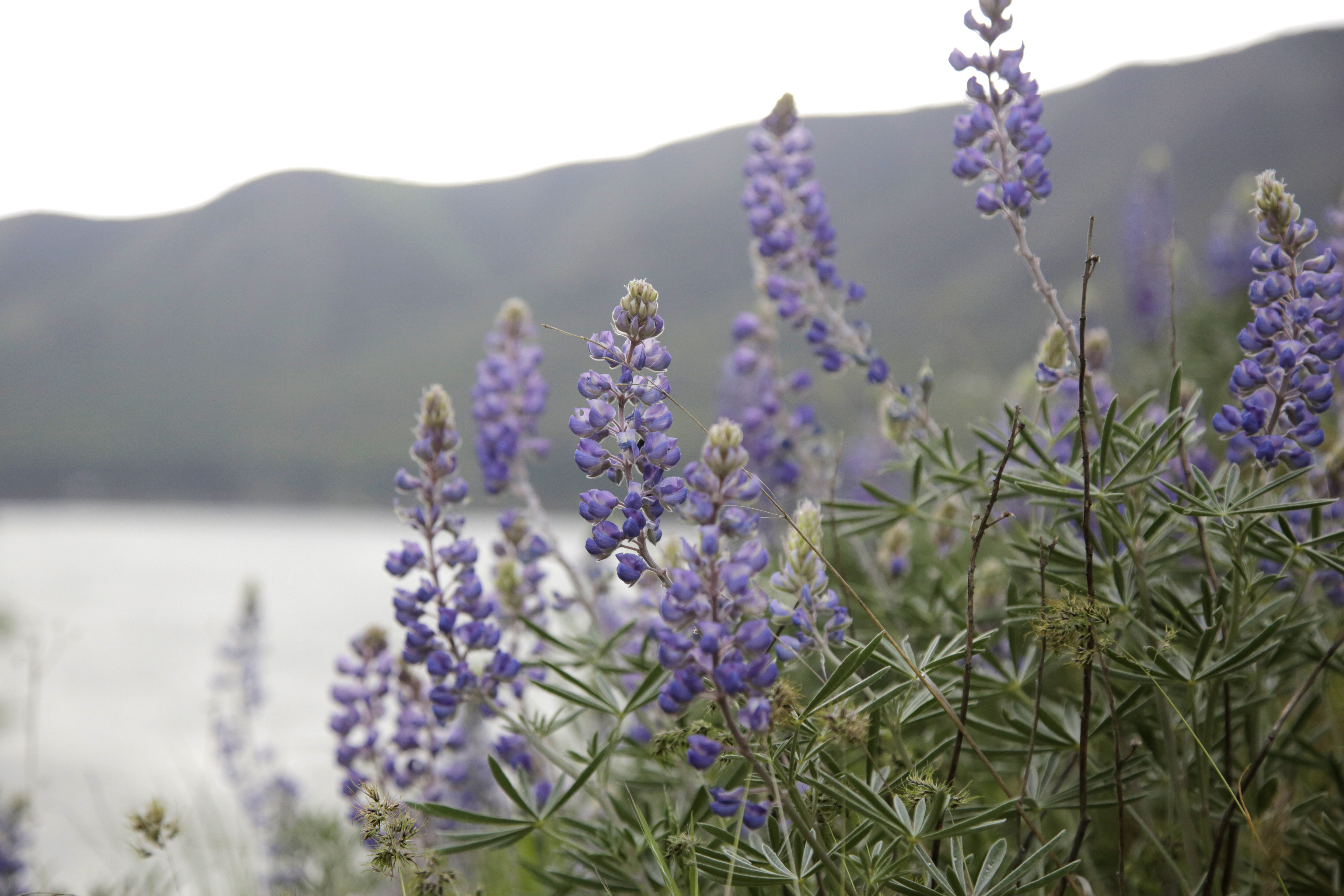 wild flower  A whirlwind wildflower day trip through the Columbia River Gorge