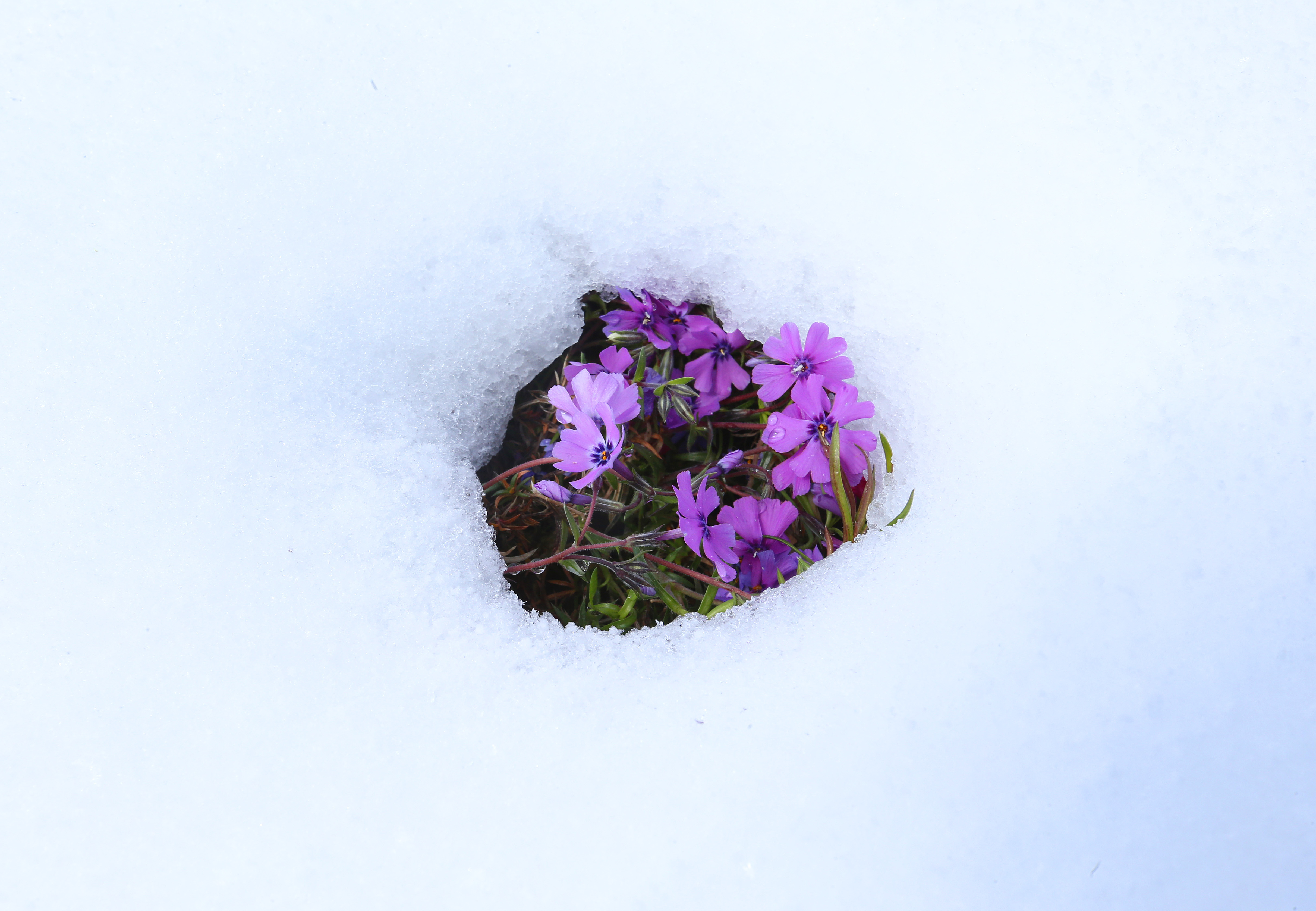 Late spring snow blankets Northeast Ohio, April 21, 2021 - cleveland.com