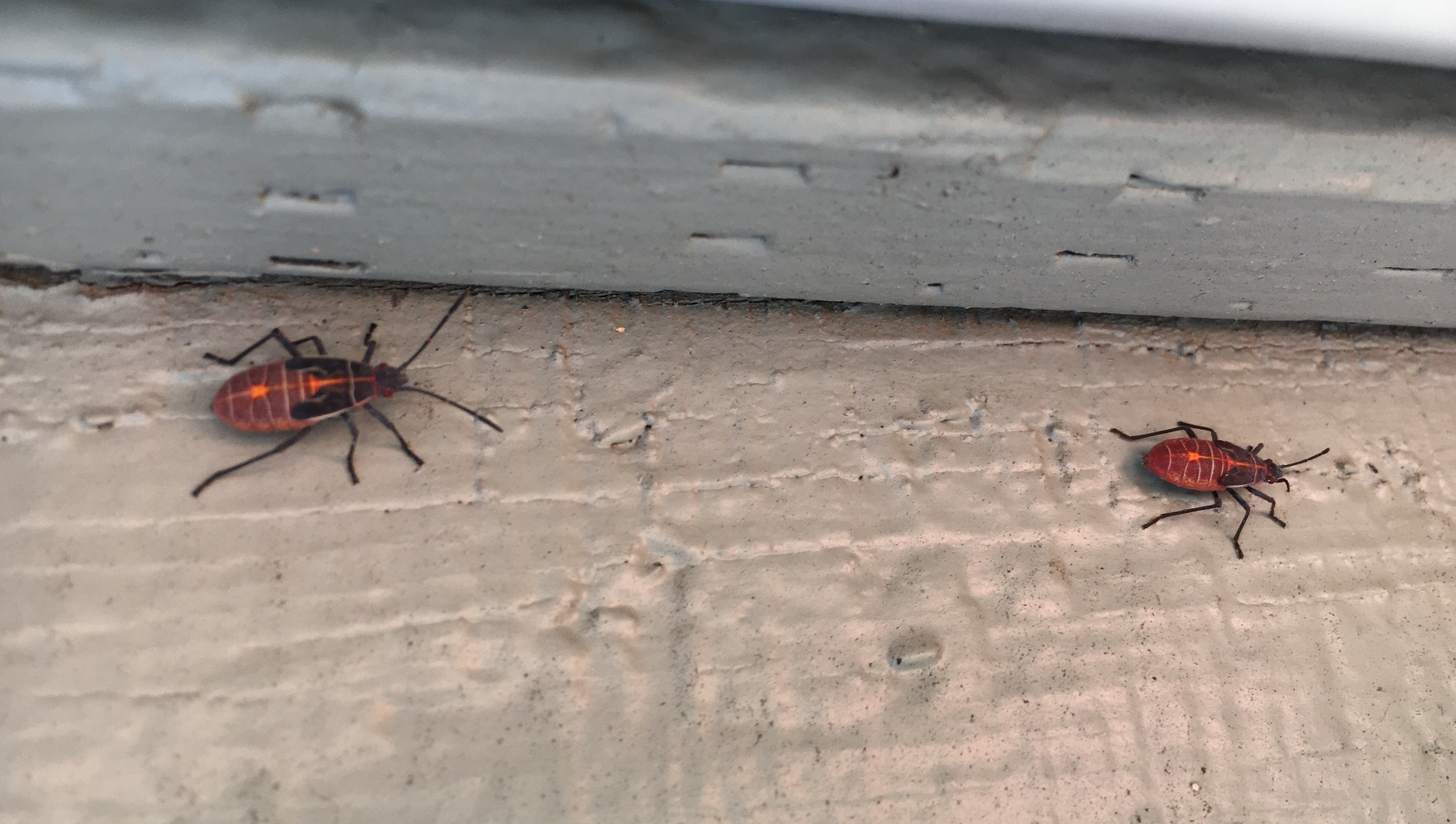 boxelder-bugs-and-stinkbugs-pests-bug-zapper-roseburg-pest-control