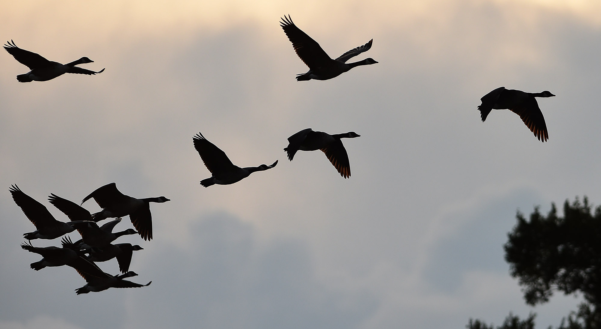 Canada geese hotsell on migration