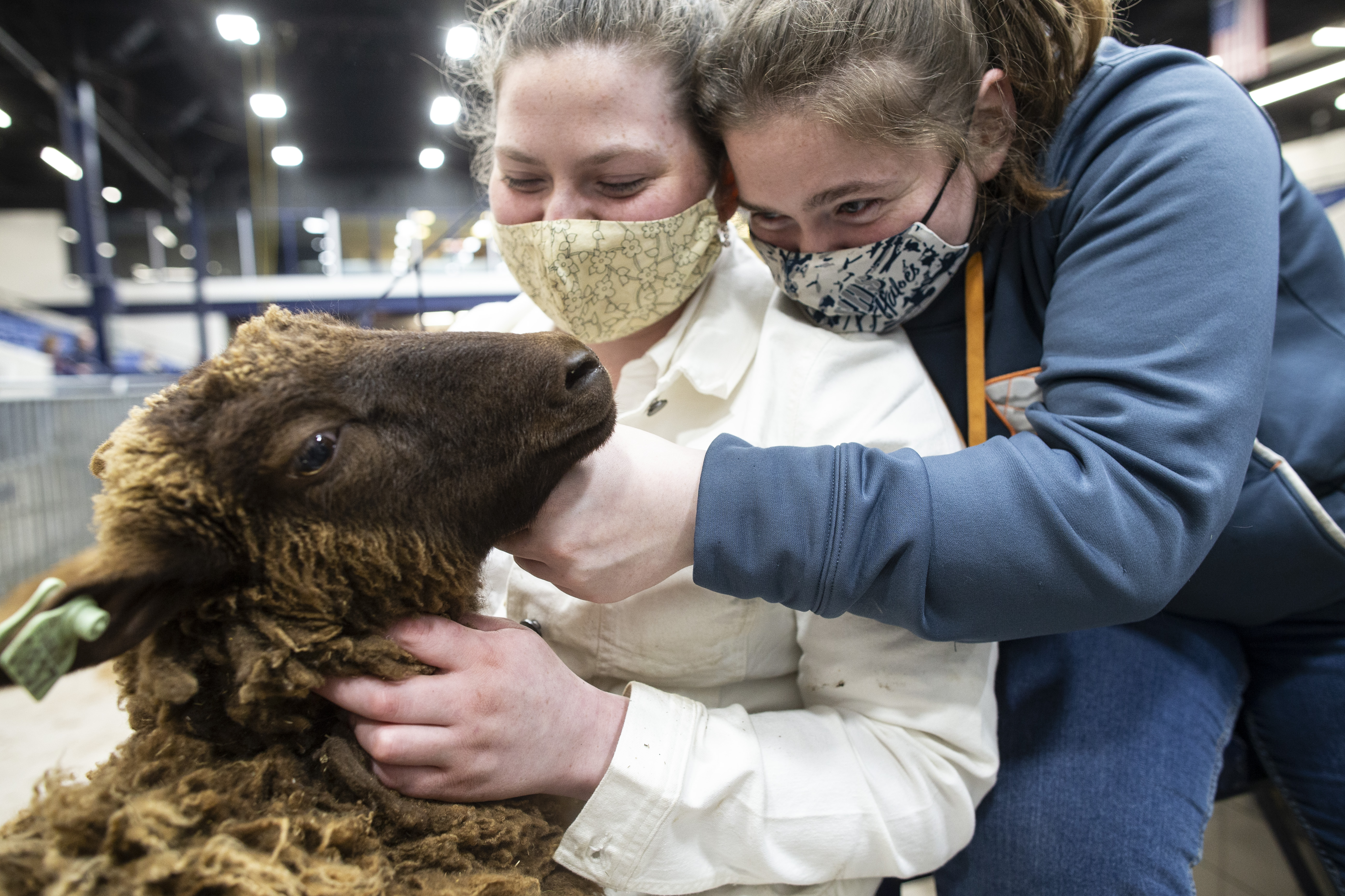 pa farm show animals clipart