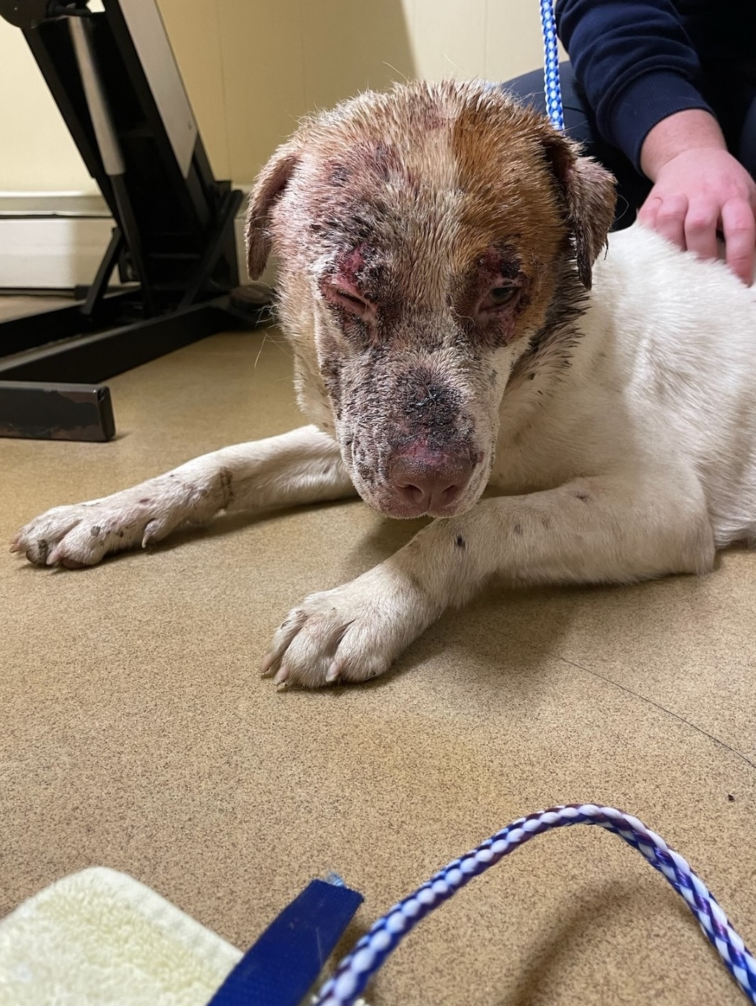 This about 2-year-old female dog was found injured, underweight and abandoned in Granby tied to a pole. The MSPCA and Granby Police are seeking the public's help in identifying her owner. Photo courtesy of Granby Police.
