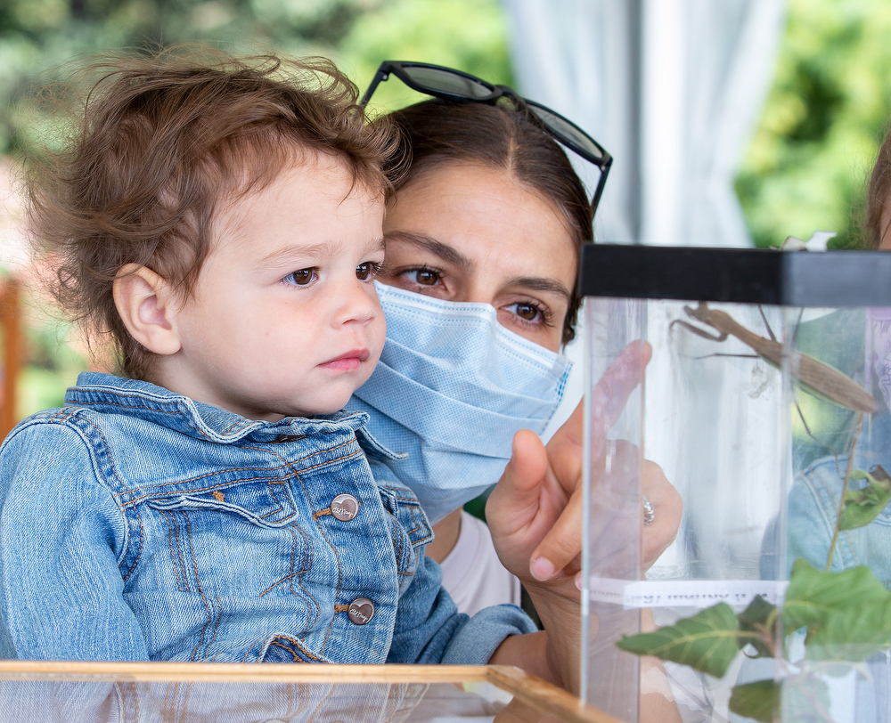 Bug O’Rama at Hershey Gardens - pennlive.com