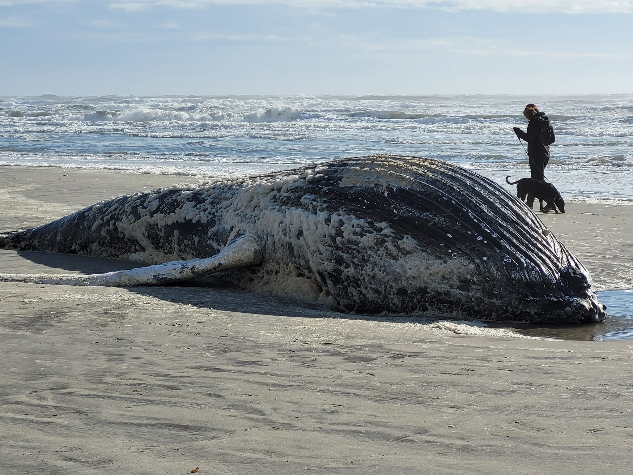 Beached Baby Humpback Whale