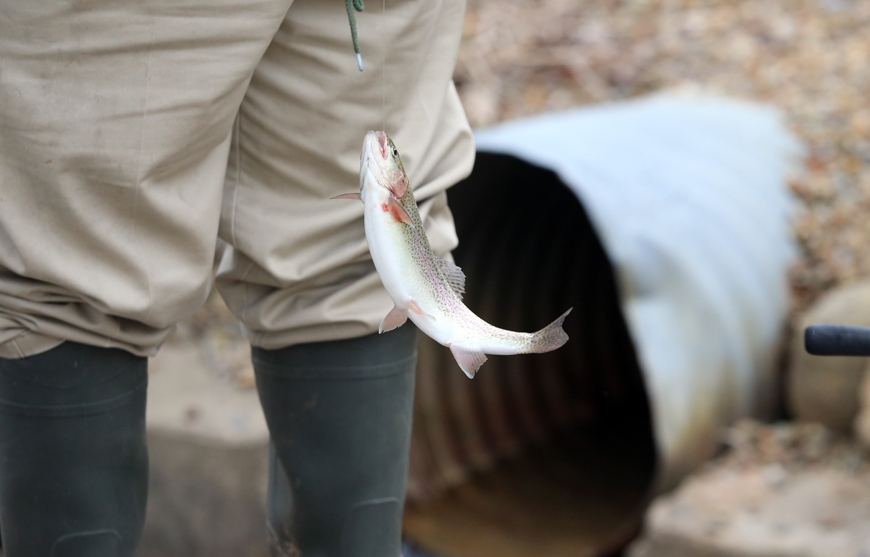 Castalia fish hatchery raises trout for Ohio's sport fishing, April 12, 2022