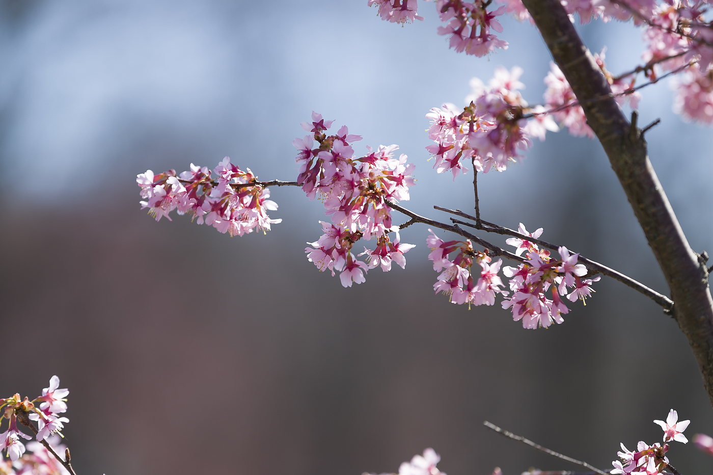 Beautiful Cherry Blossom Festivals in New Jersey - Everything Dee
