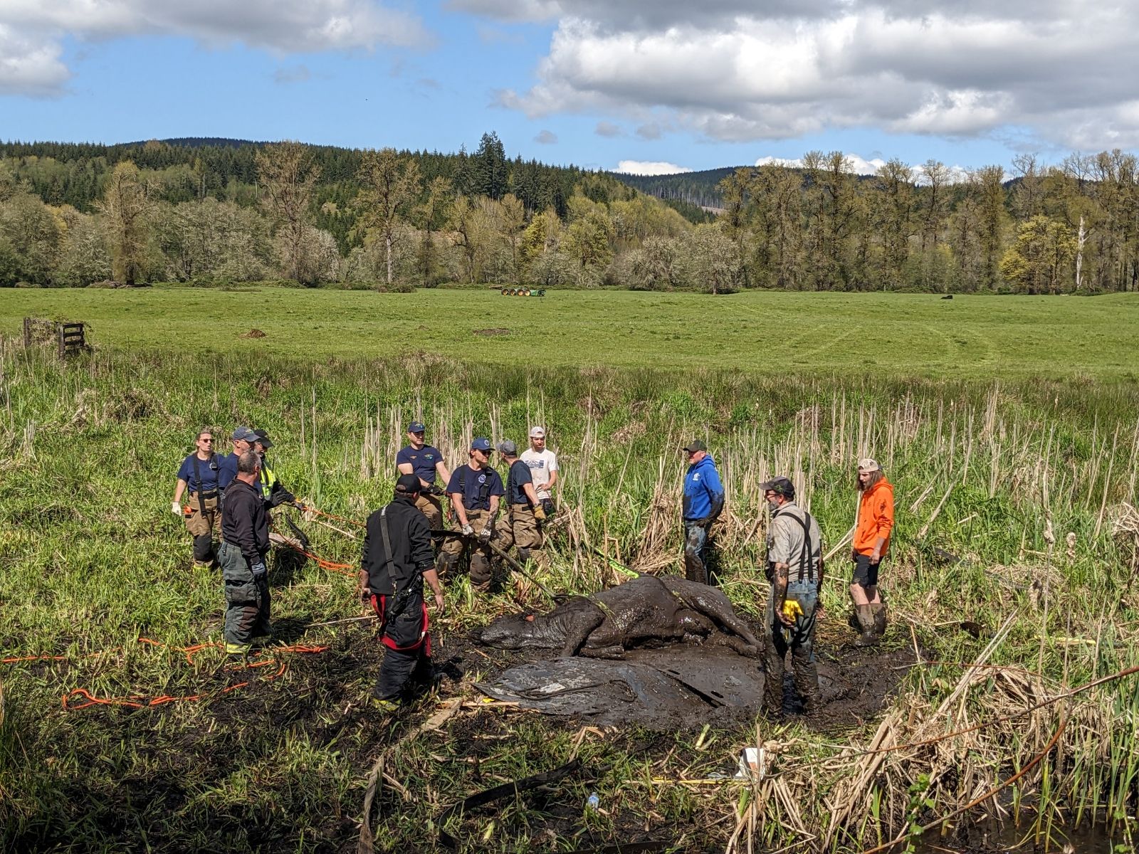 Cow rescue in Mist, Oregon - oregonlive.com