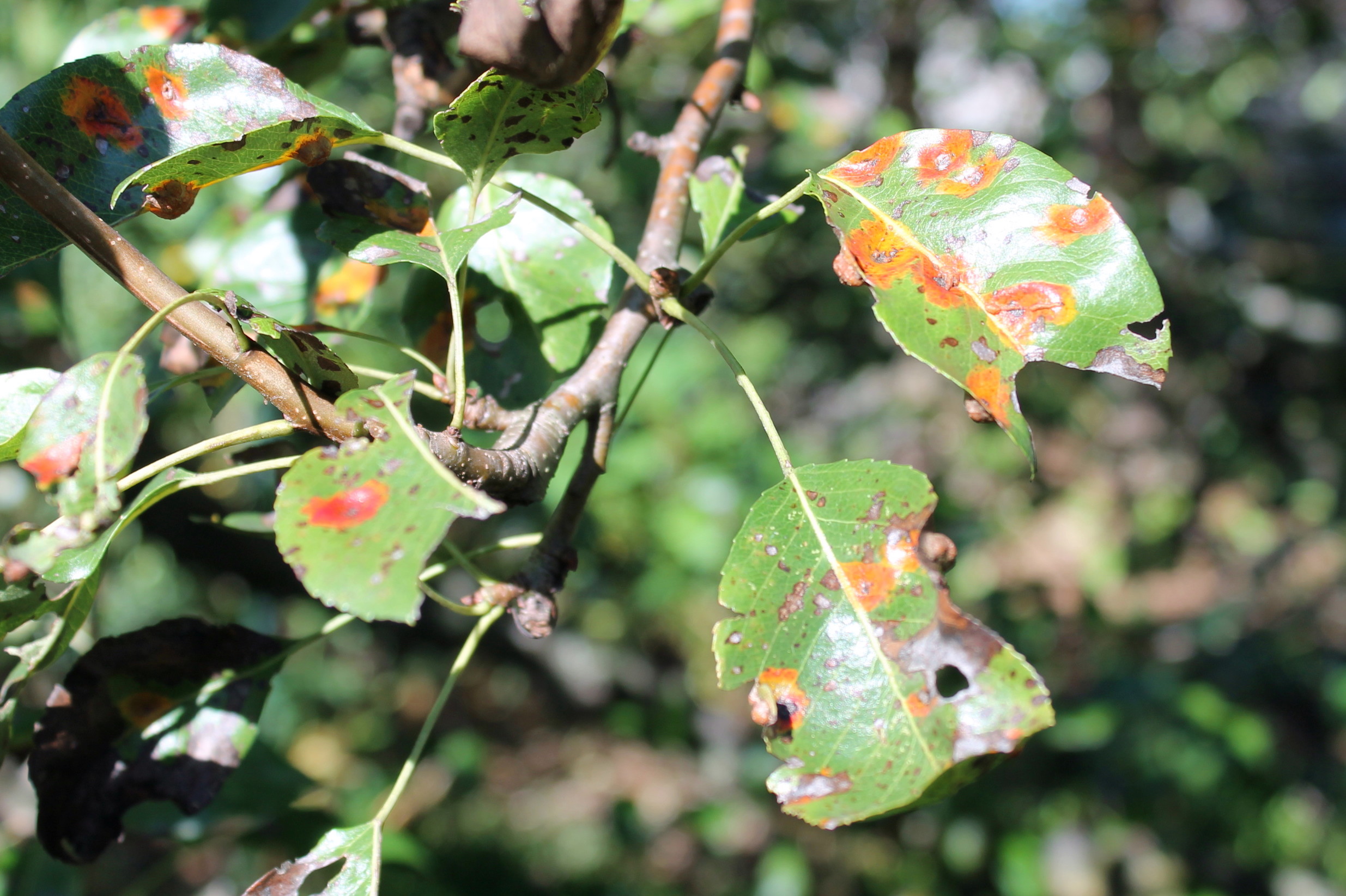 Treatment of rust in plants фото 11