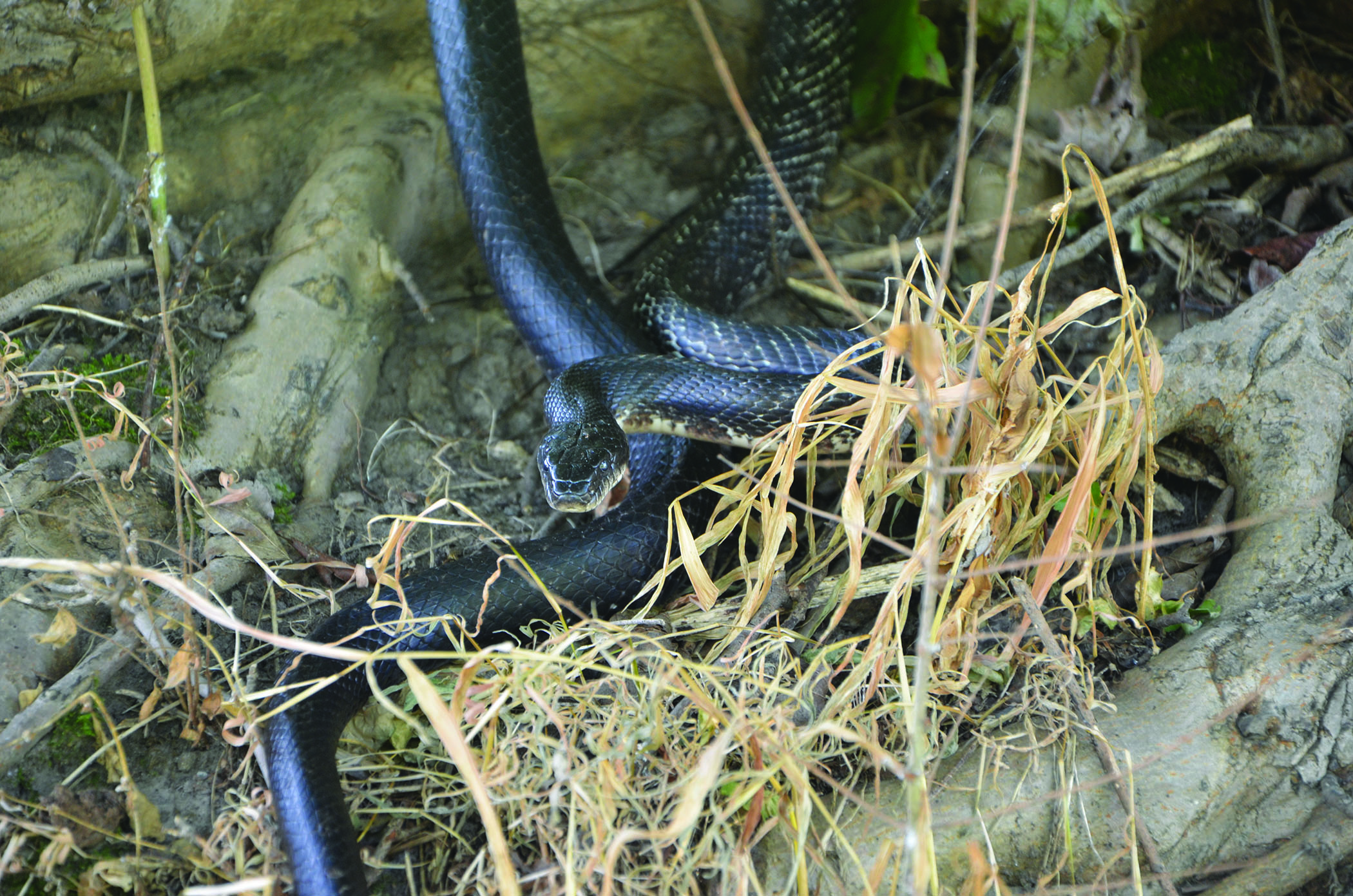 Black Rat Snake  The Maryland Zoo