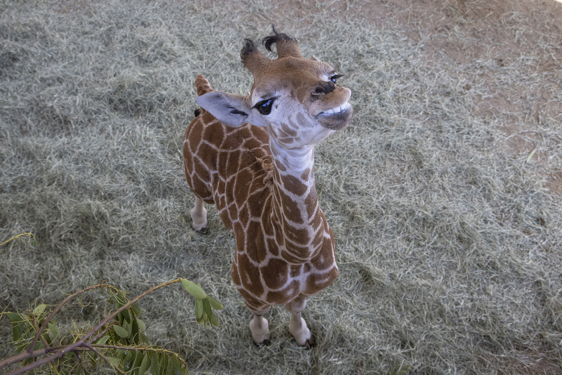 Fitness in the air: Let's hang out - Giraffe in the City