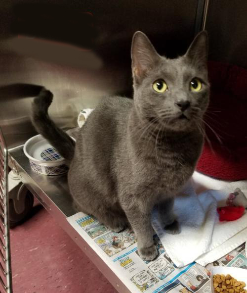 N.J. pets in need Dec. 13, 2021